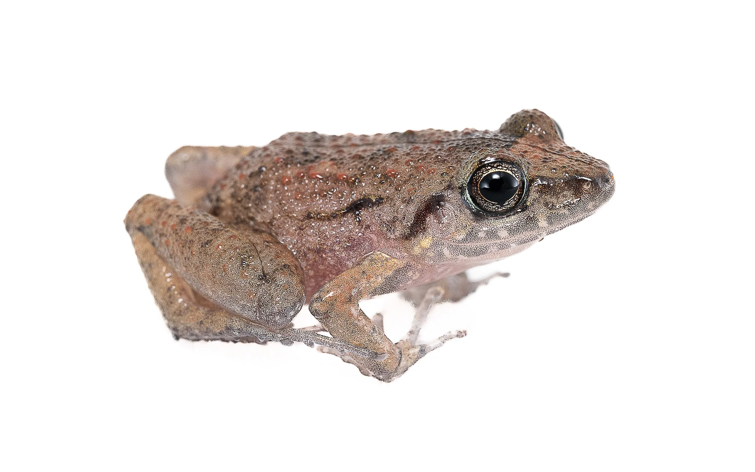 Greenhouse Frog - Eleutherodactylus planirostris