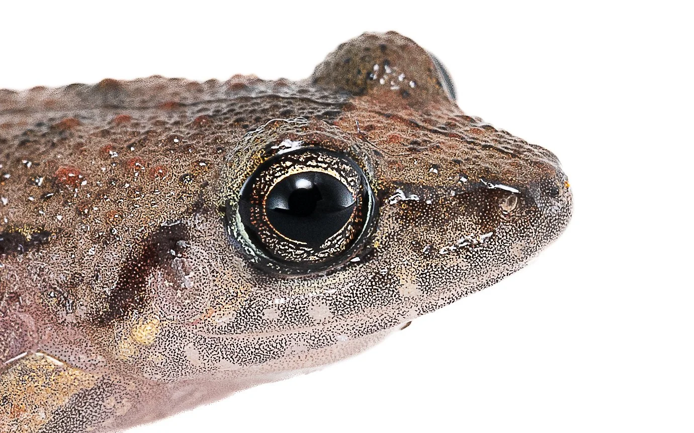 Greenhouse Frog - Eleutherodactylus planirostris