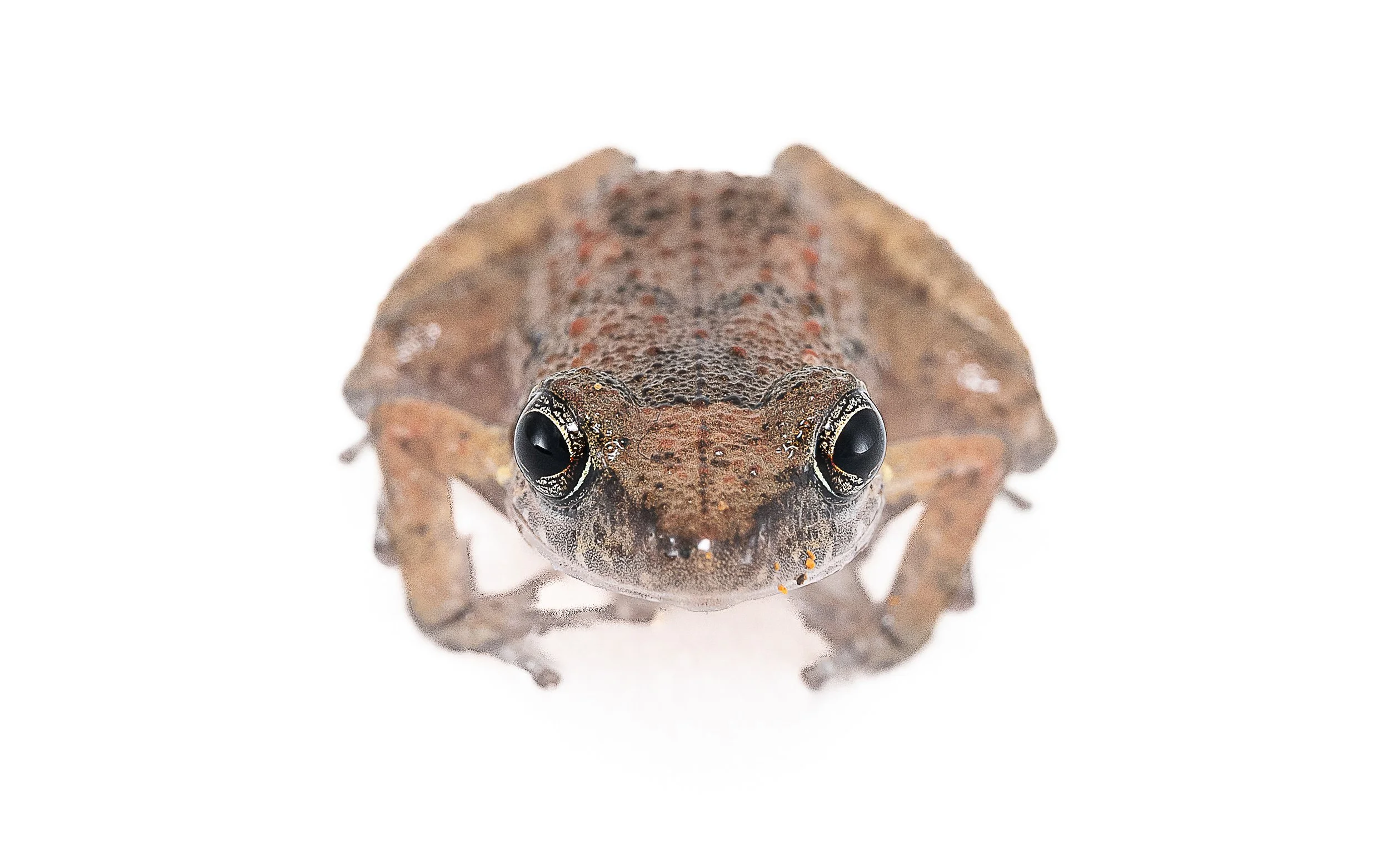 Greenhouse Frog - Eleutherodactylus planirostris