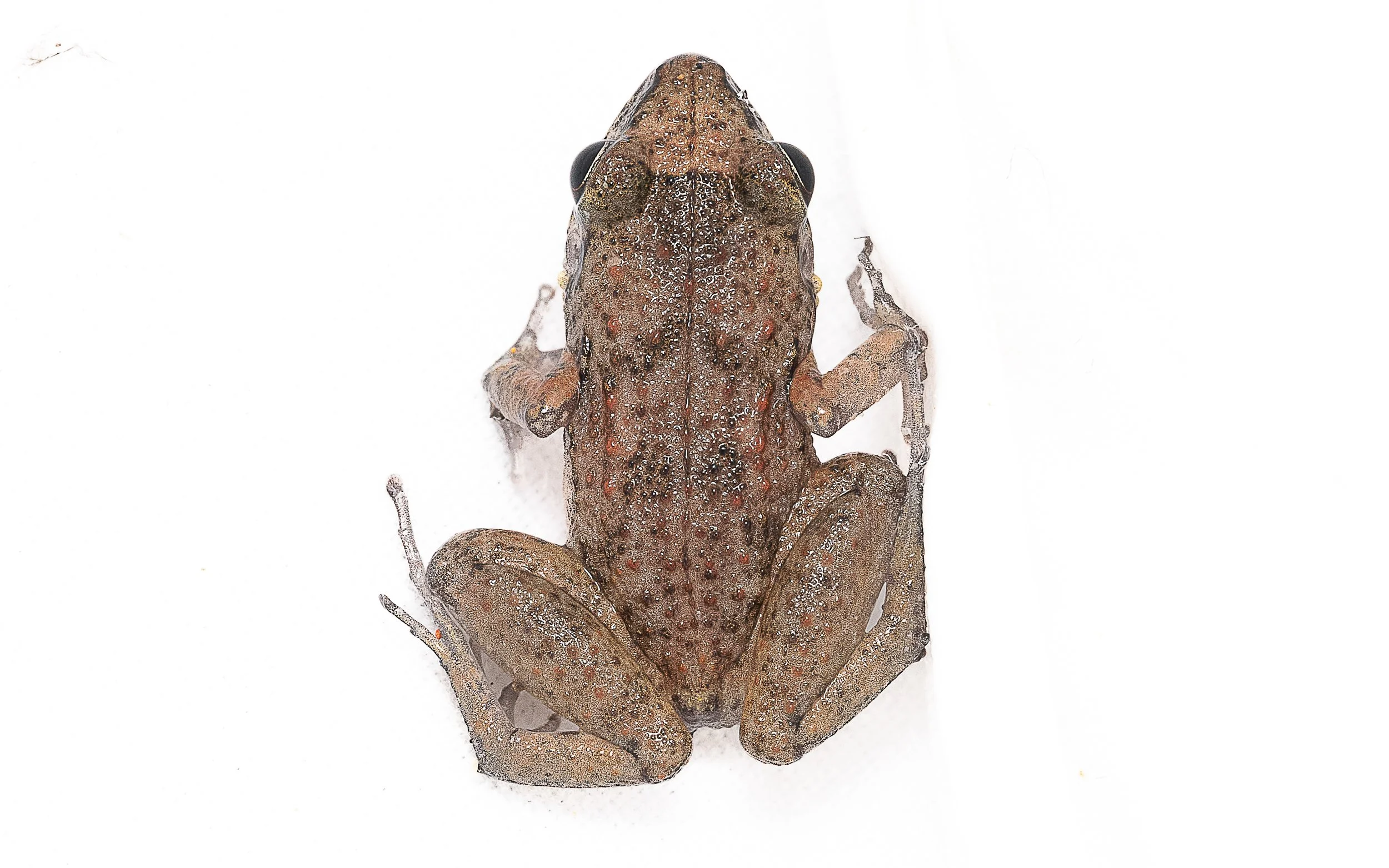Greenhouse Frog - Eleutherodactylus planirostris