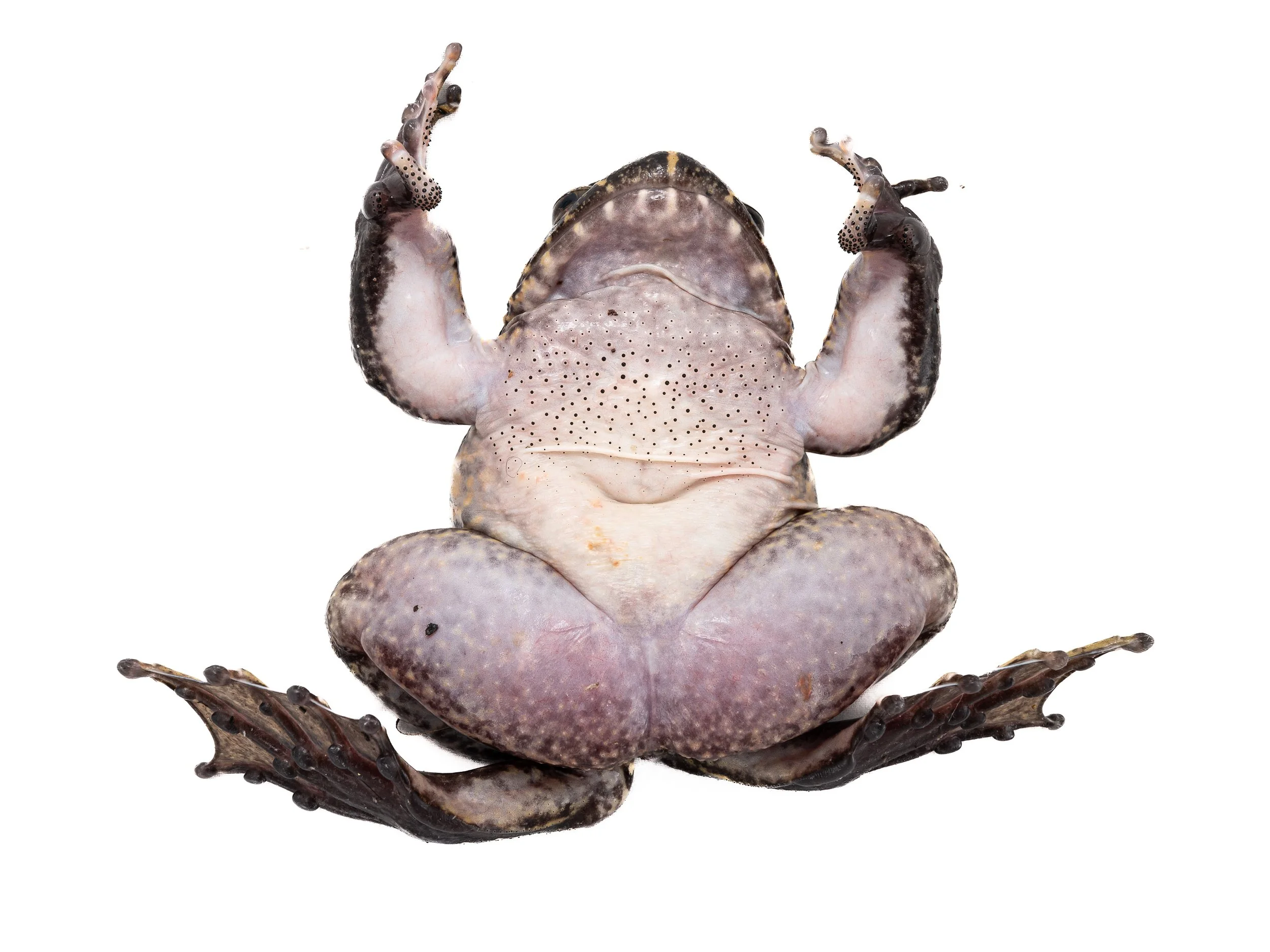 Giant Spiny Frog - Quasipaa spinosa