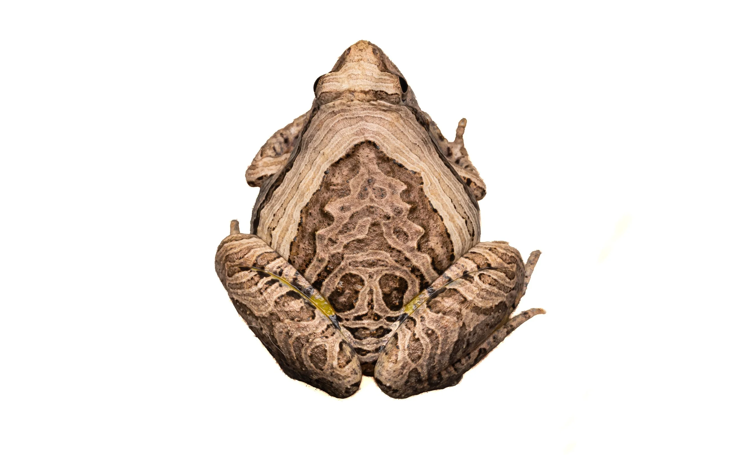 Marbled Pigmy Frog - Microhyla pulchra