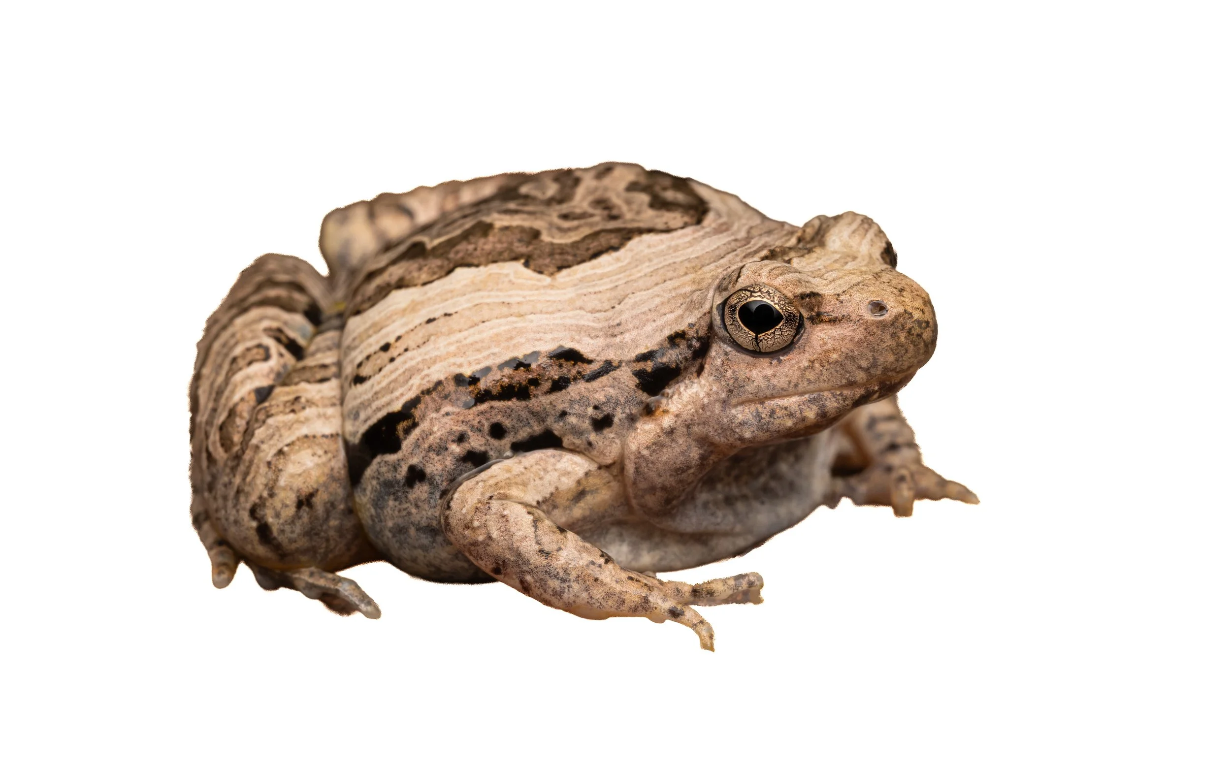 Marbled Pigmy Frog - Microhyla pulchra
