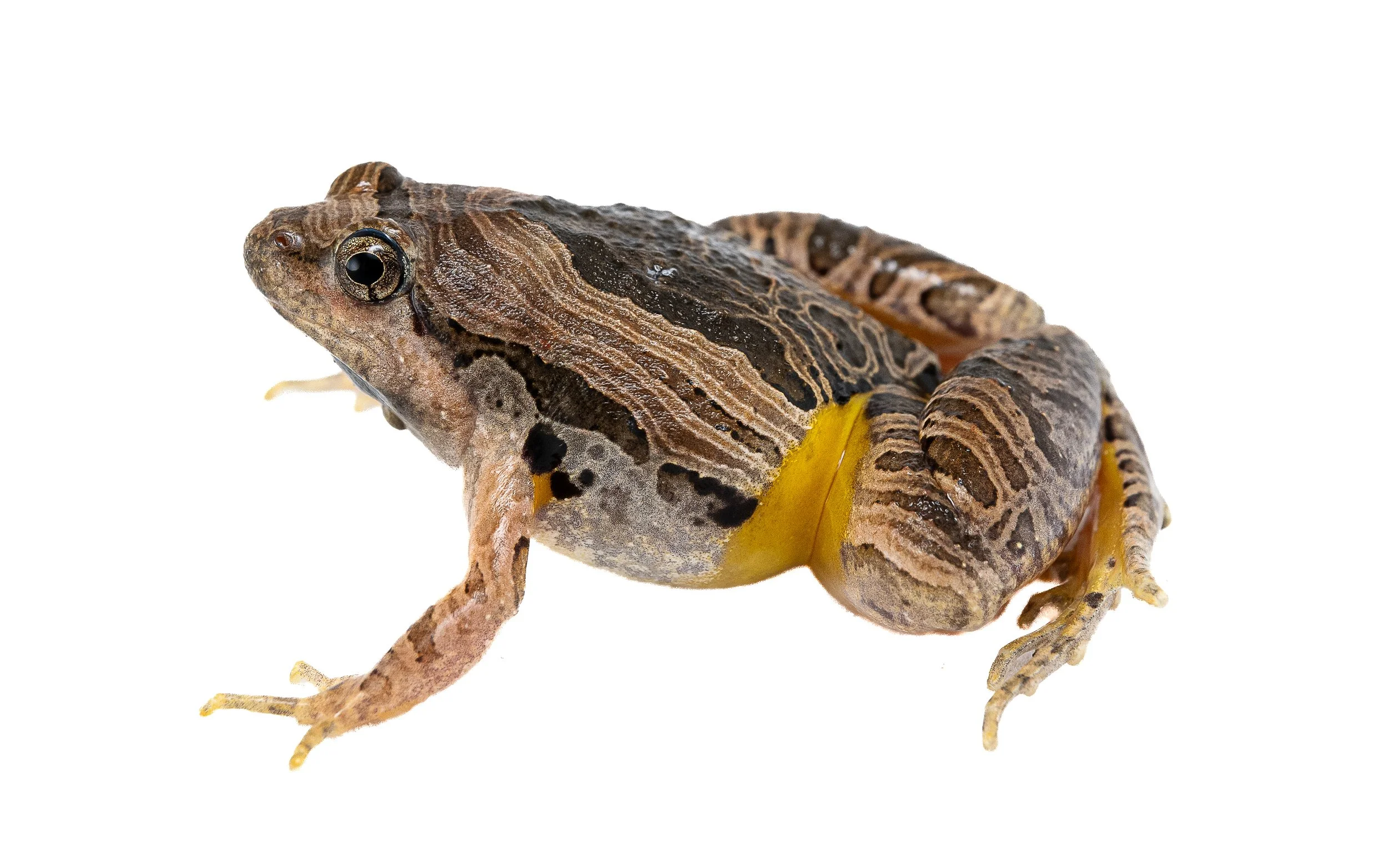 Marbled Pigmy Frog - Microhyla pulchra