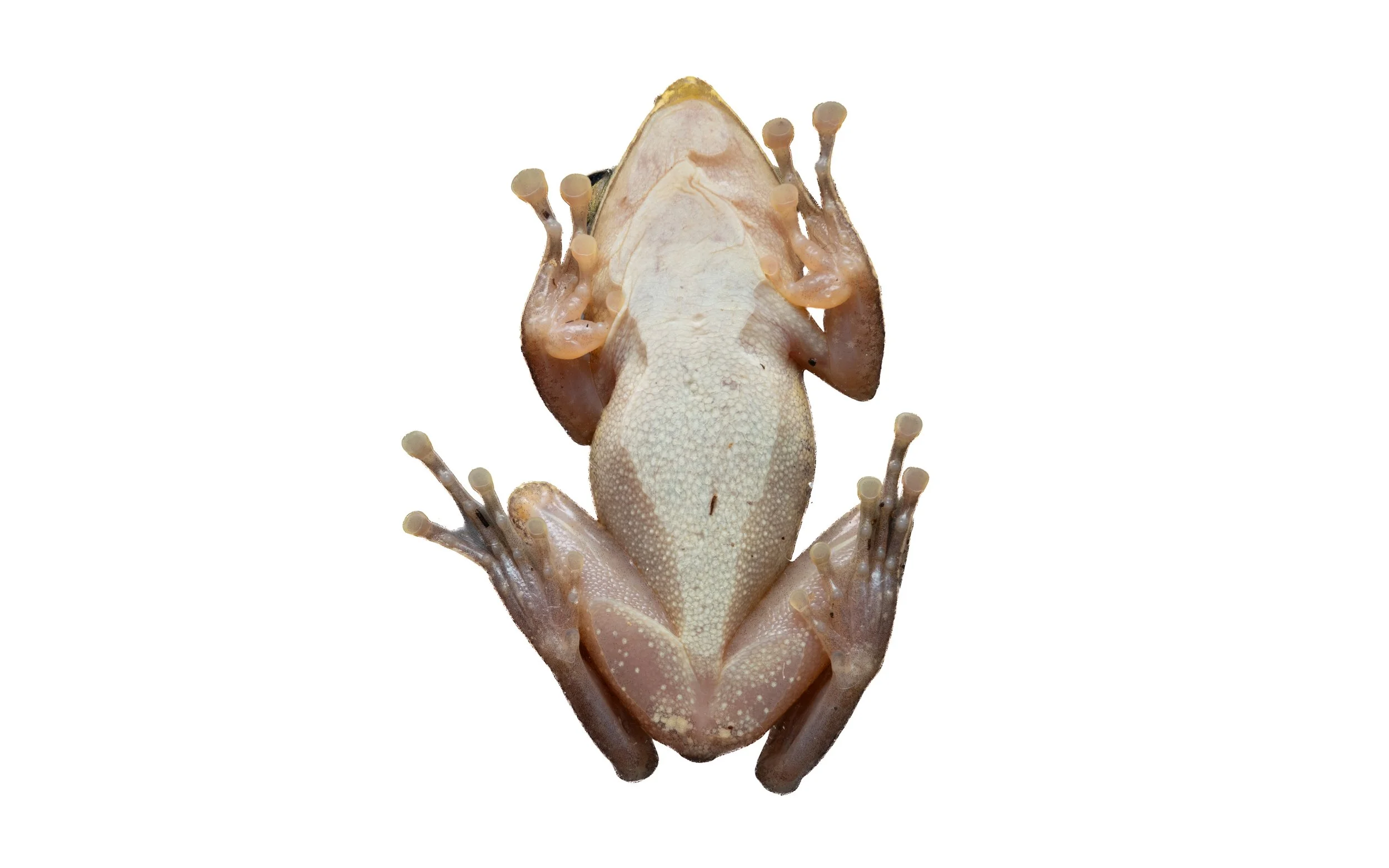 Brown Tree Frog - Polypedates megacephalus
