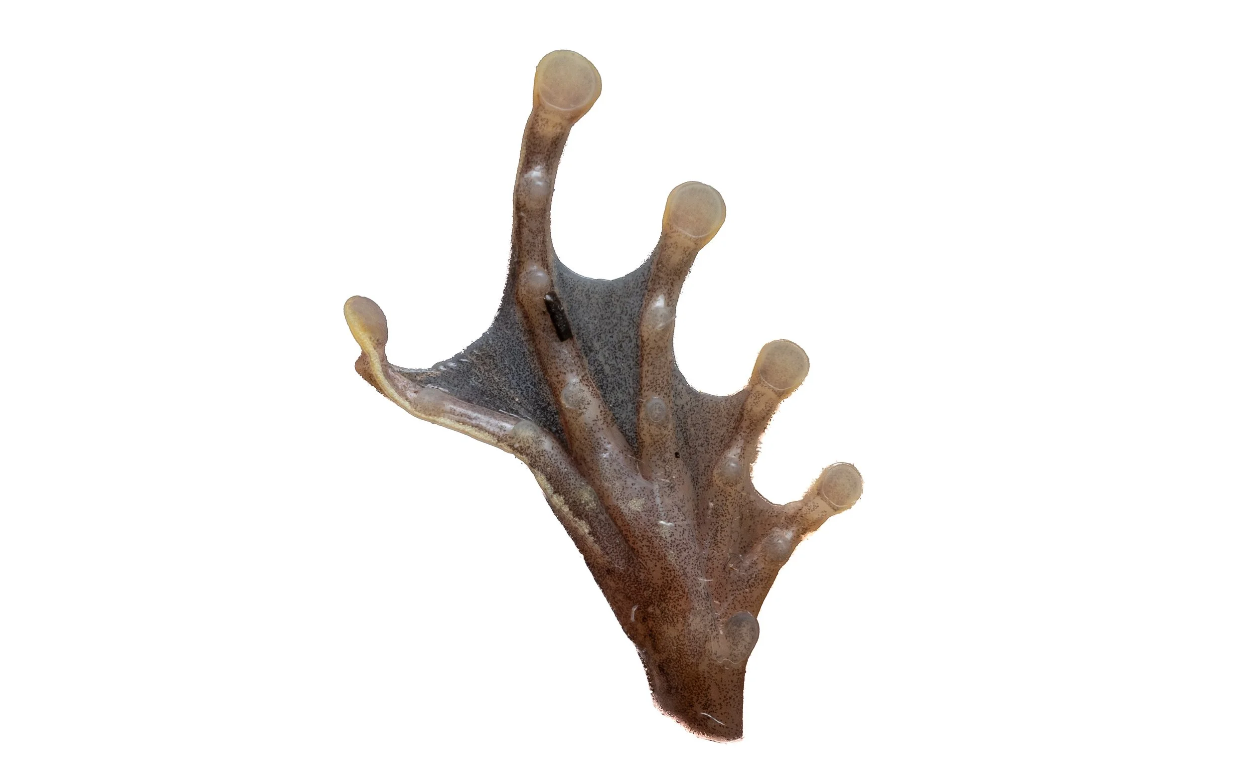 Brown Tree Frog - Polypedates megacephalus