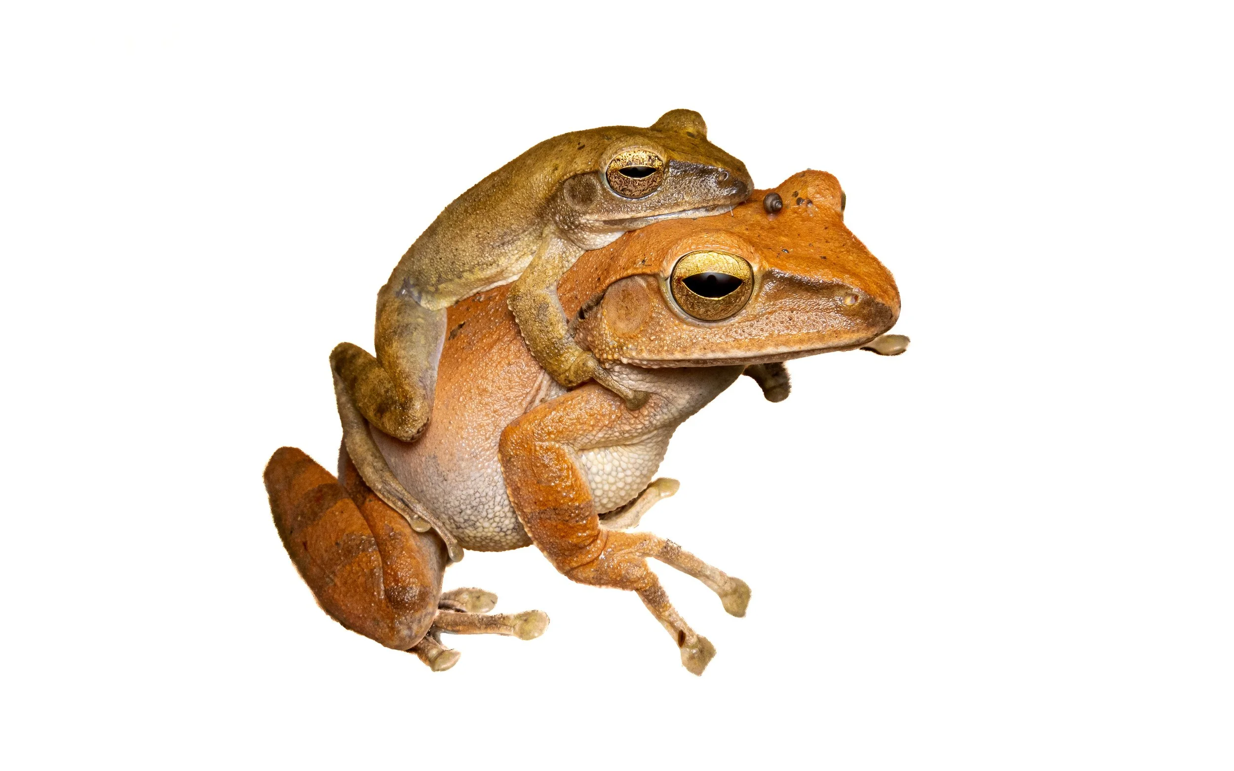 Brown Tree Frog - Polypedates megacephalus