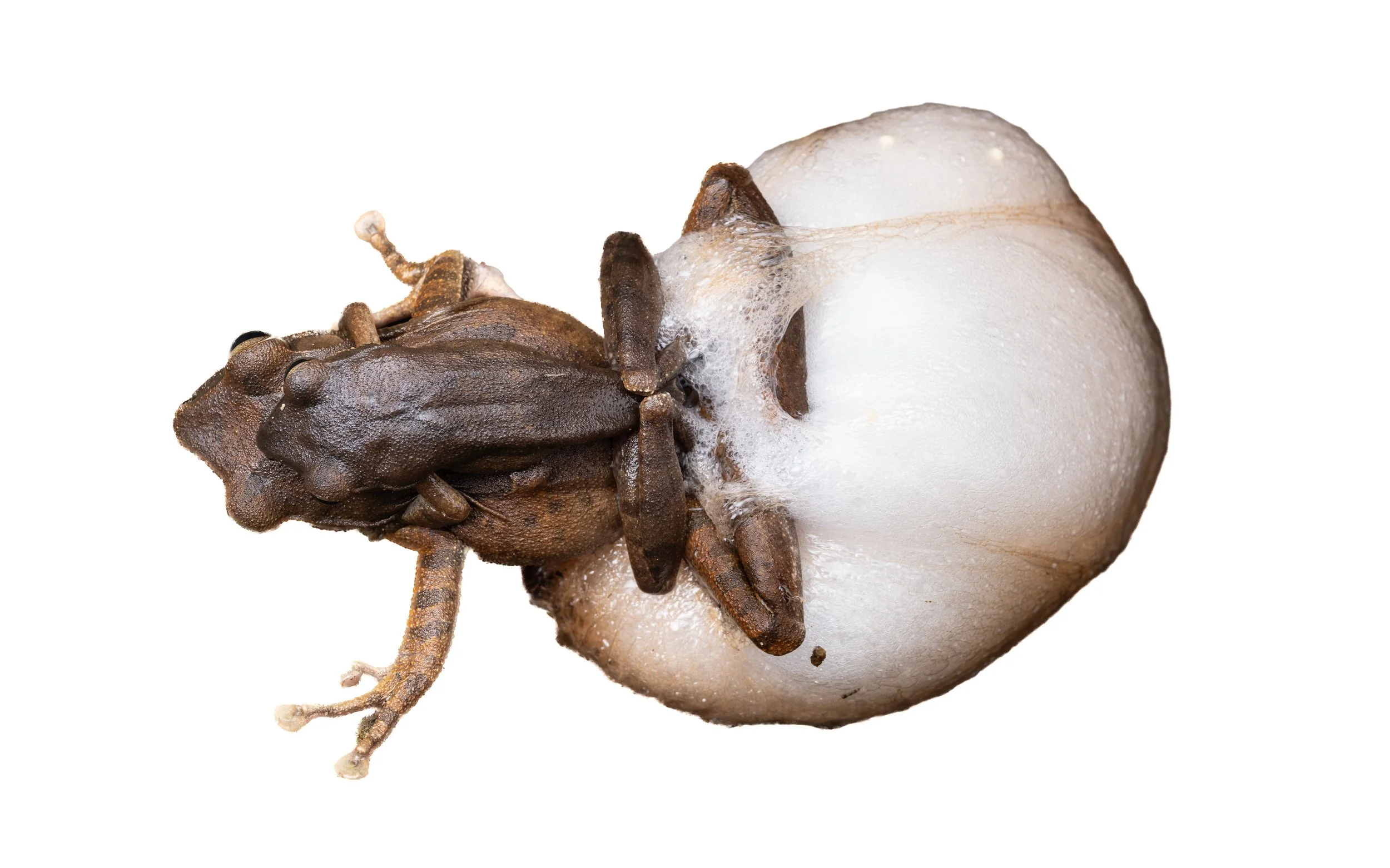 Brown Tree Frog - Polypedates megacephalus