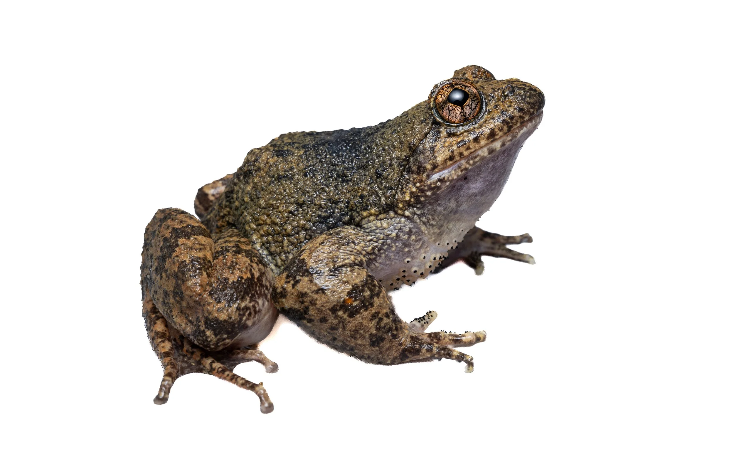 Lesser-spiny frog - Quasipaa exsilispinosa
