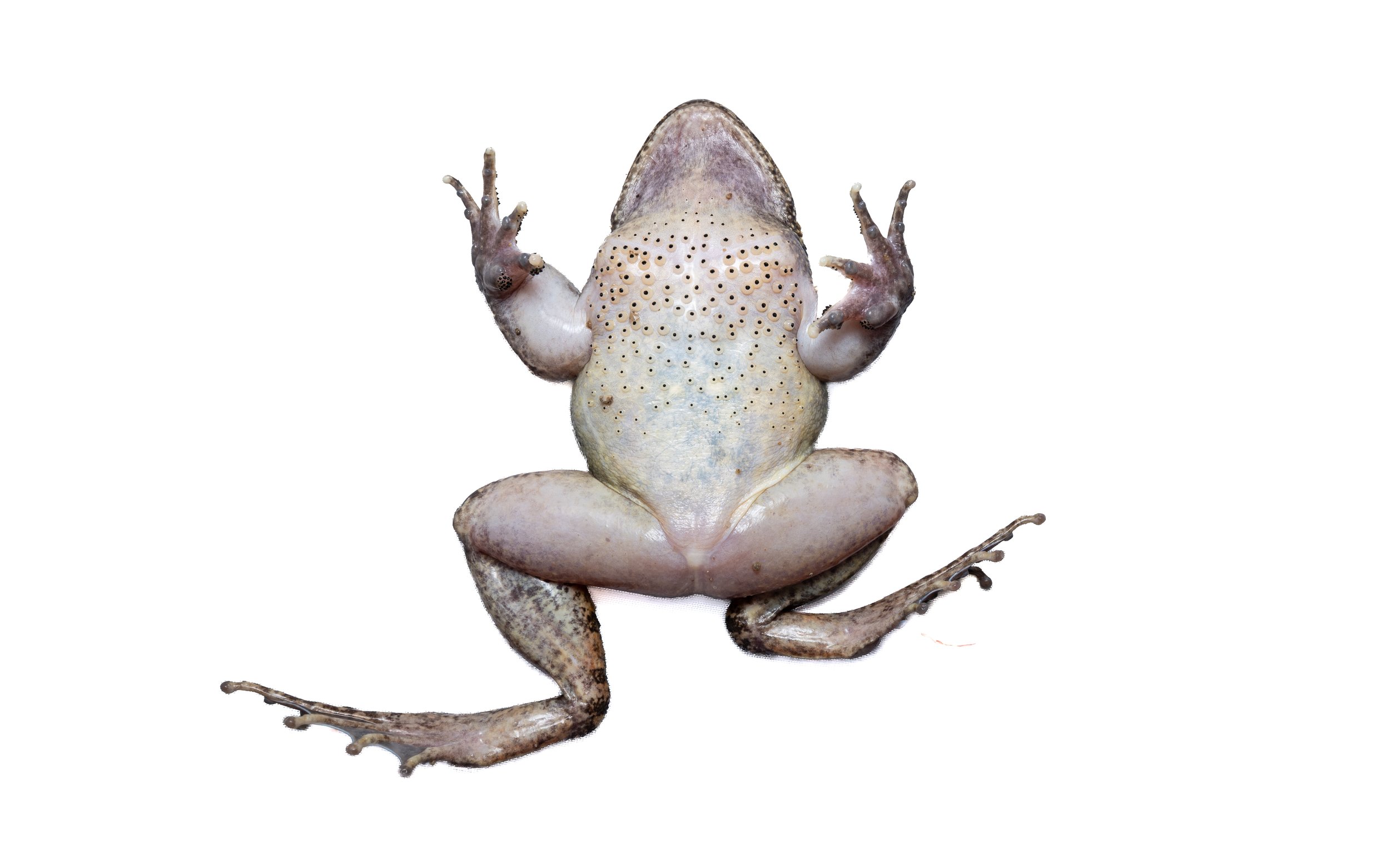Lesser-spiny frog - Quasipaa exsilispinosa
