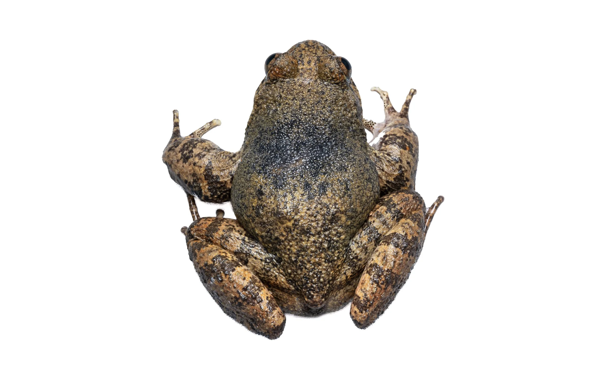 Lesser-spiny frog - Quasipaa exsilispinosa