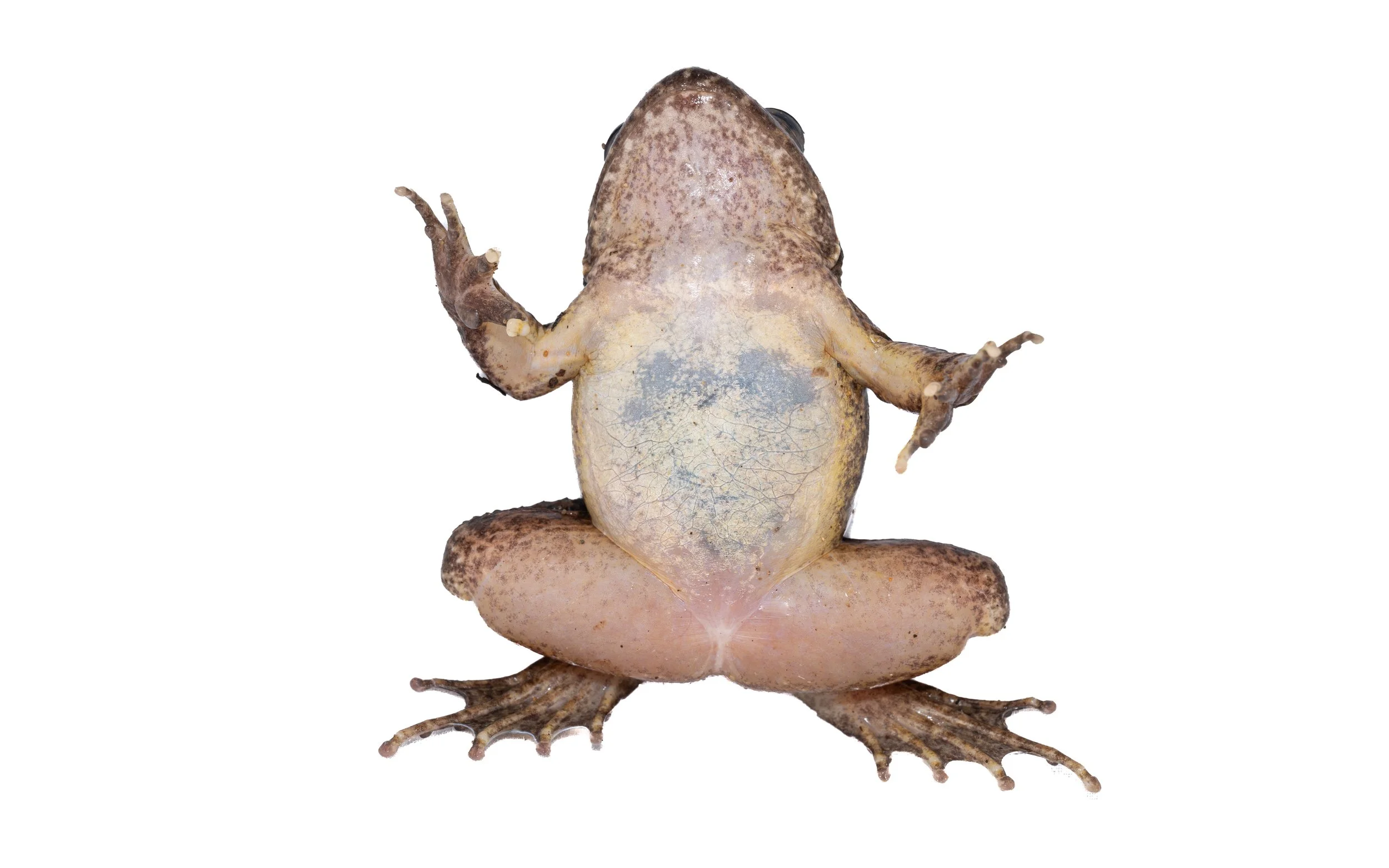 Lesser-spiny frog - Quasipaa exsilispinosa