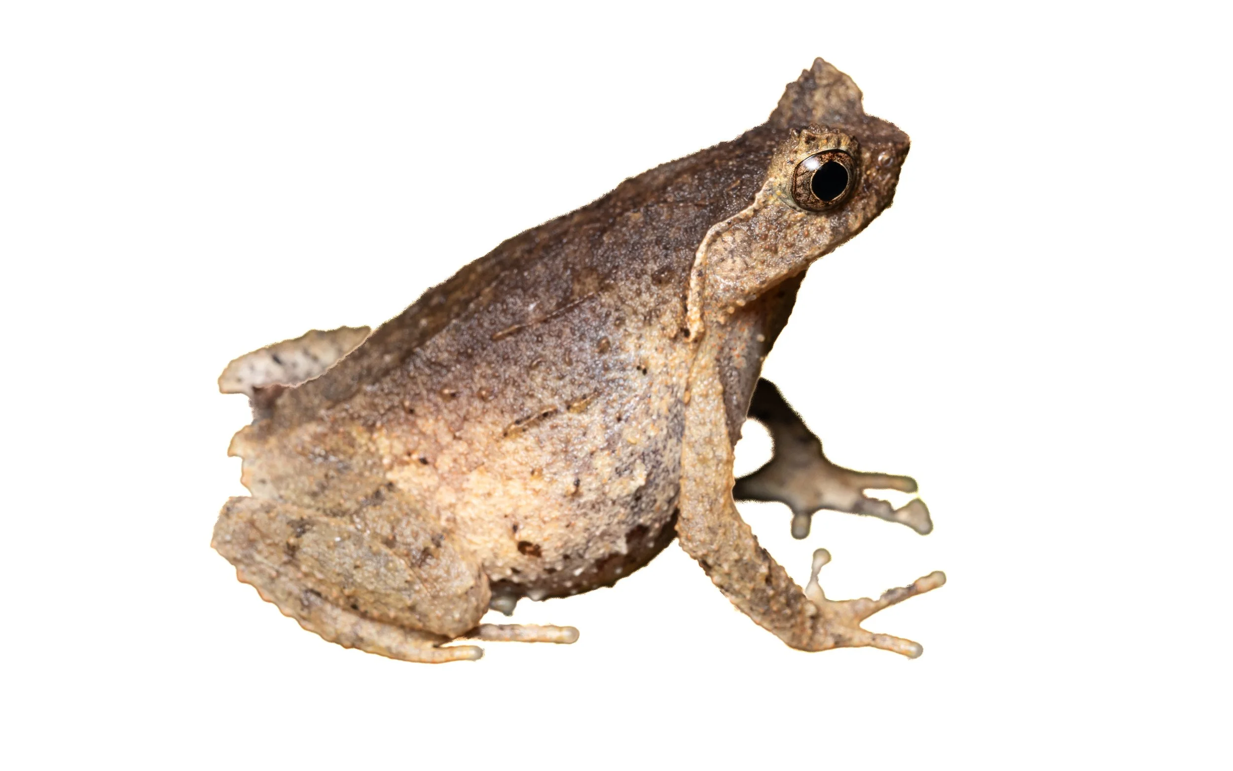 Short-legged Horned Frog - Megophrys brachykolos