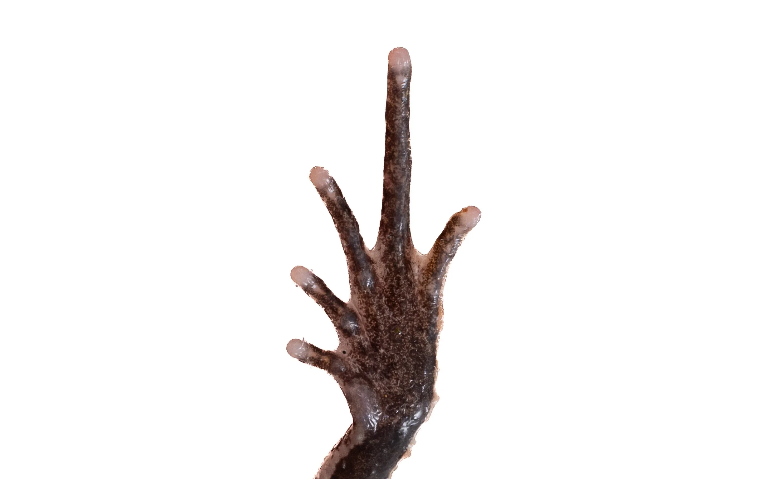 Short-legged Horned Frog - Megophrys brachykolos