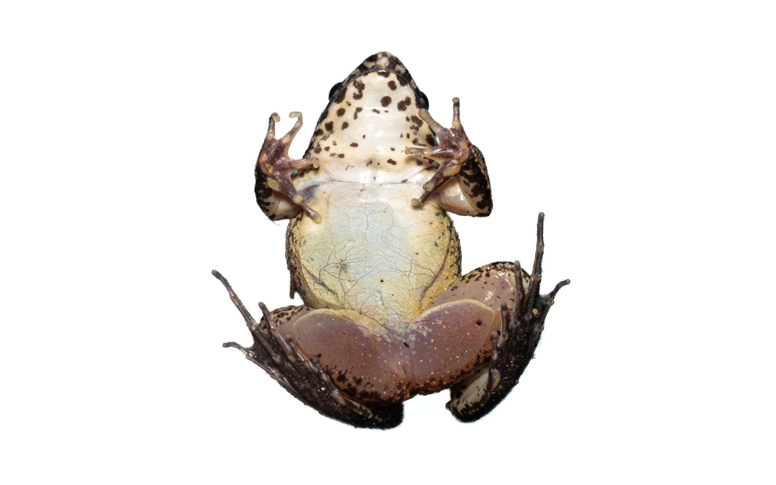 Paddy Frog - Fejervarya multistriata