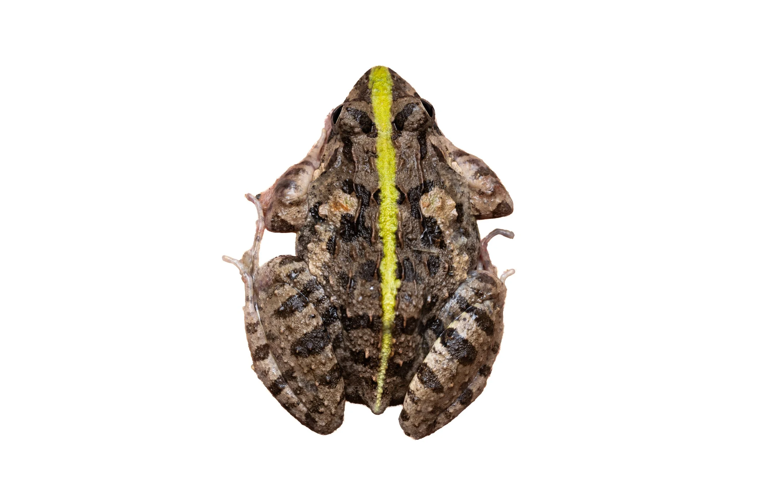 Paddy Frog - Fejervarya multistriata