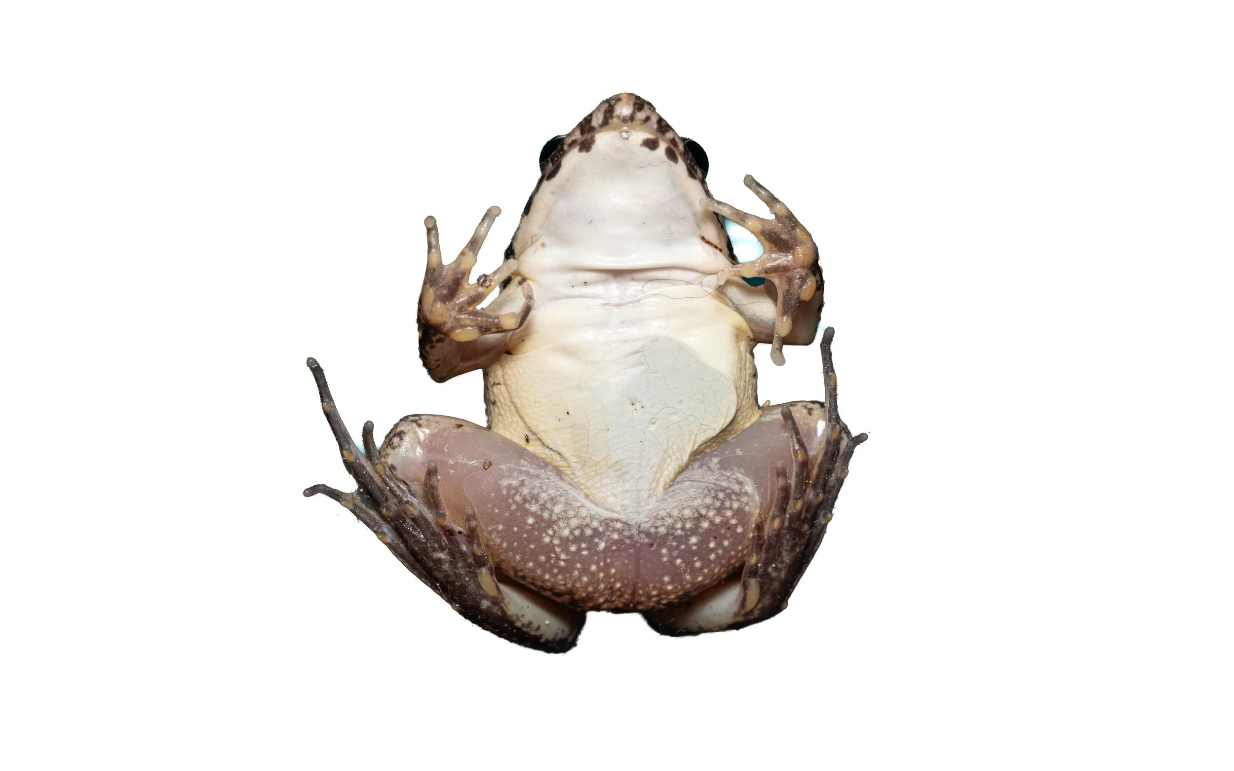 Paddy Frog - Fejervarya multistriata