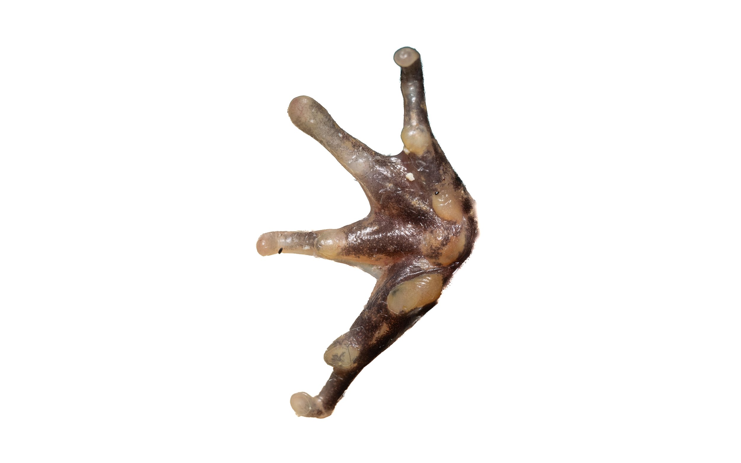 Paddy Frog - Fejervarya multistriata