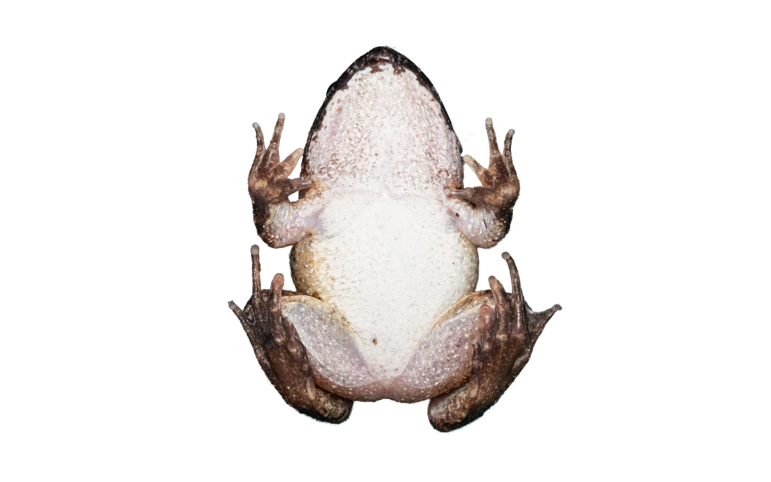 Big-headed frog - Limnonectes fujianensis
