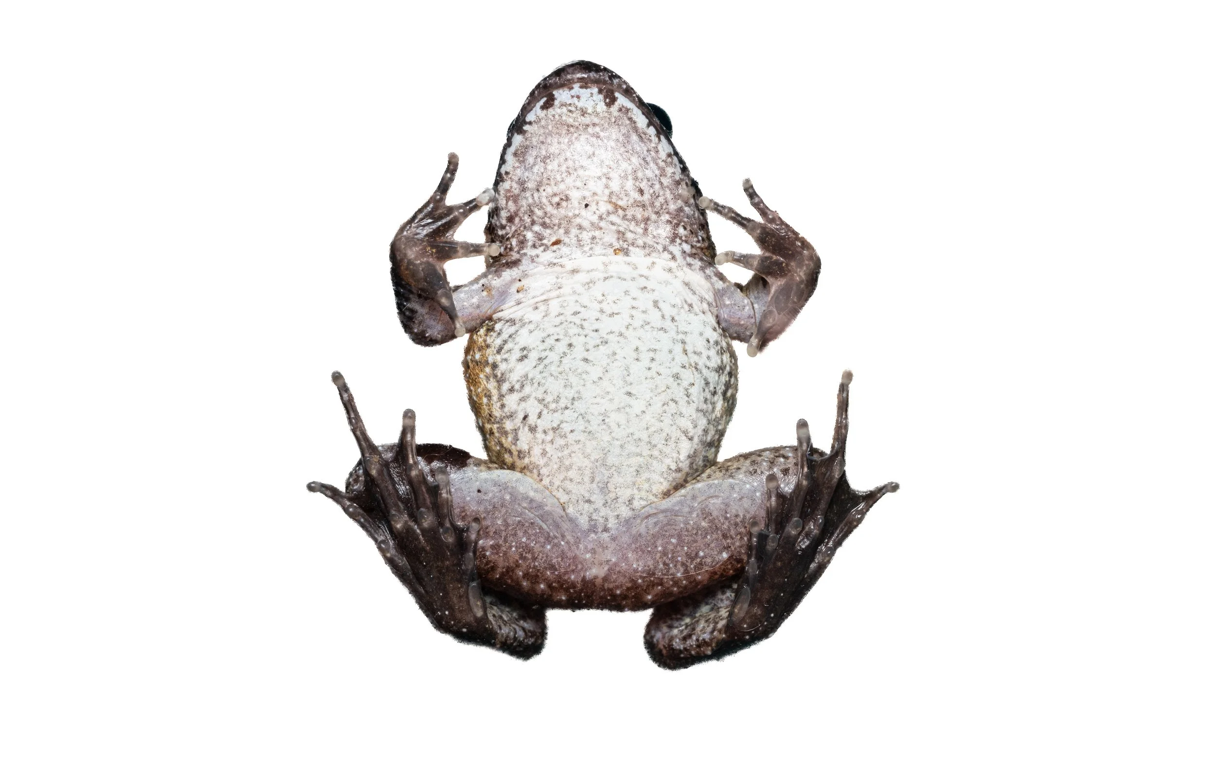 Big-headed frog - Limnonectes fujianensis
