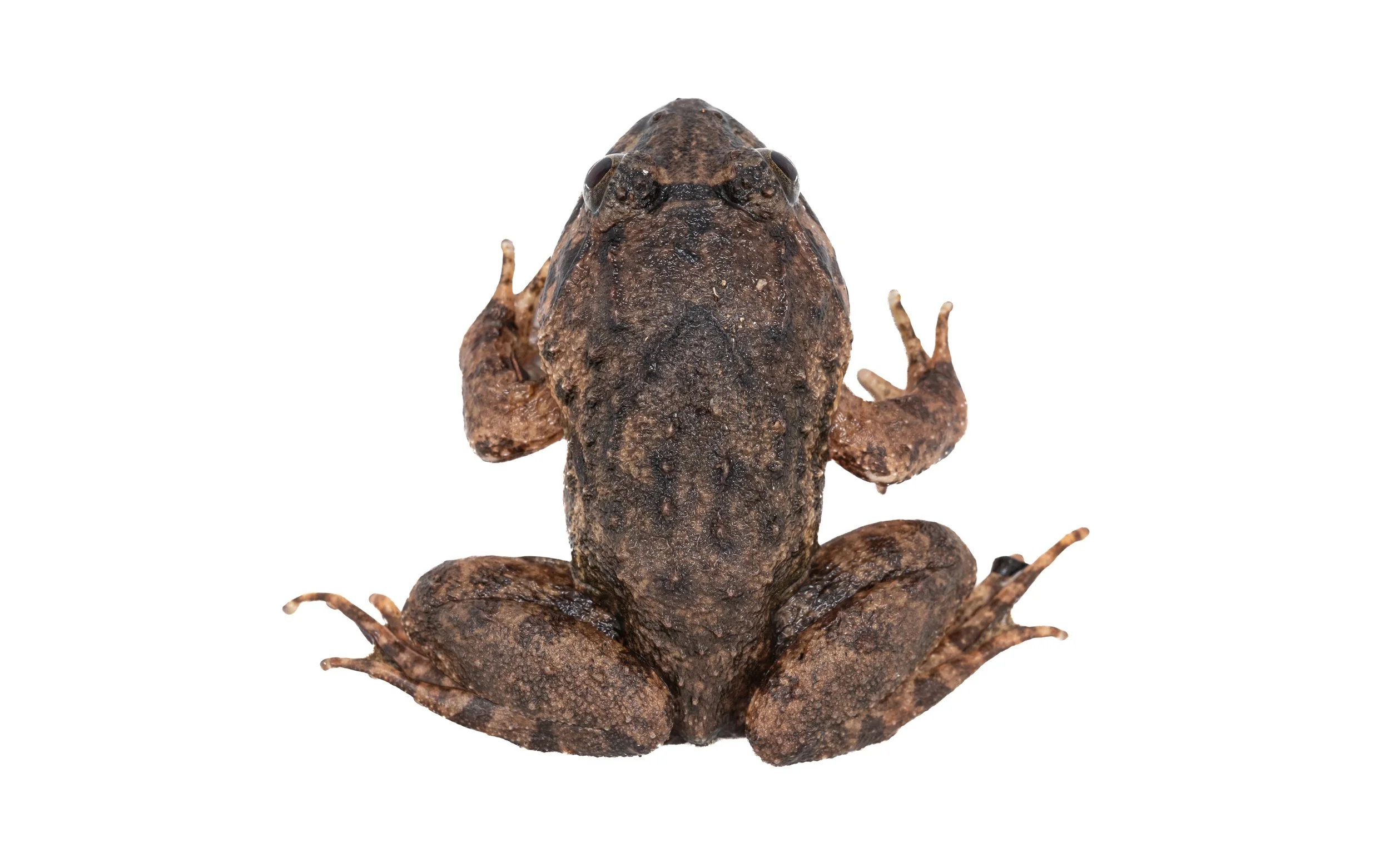 Big-headed frog - Limnonectes fujianensis