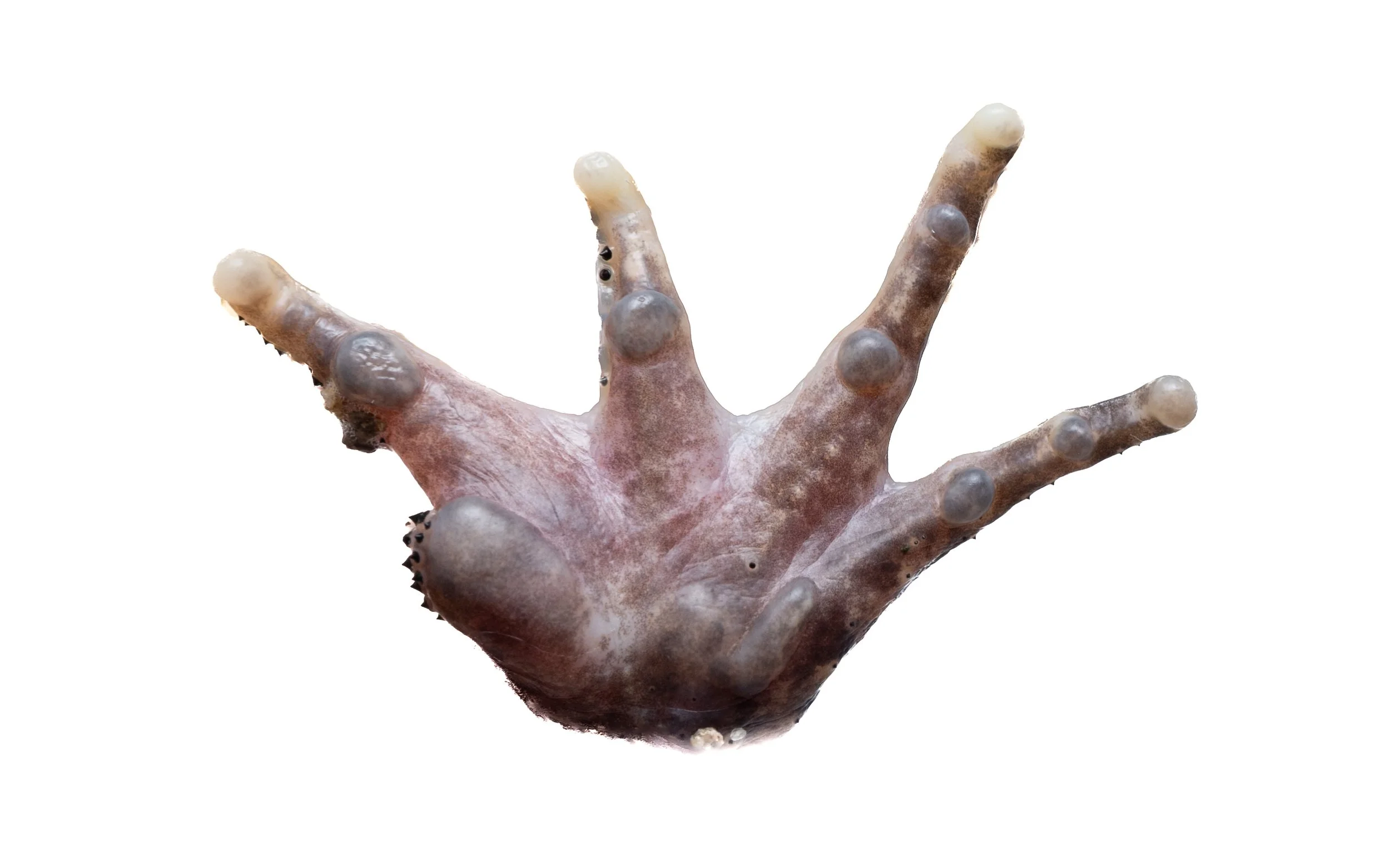 Lesser-spiny frog - Quasipaa exsilispinosa