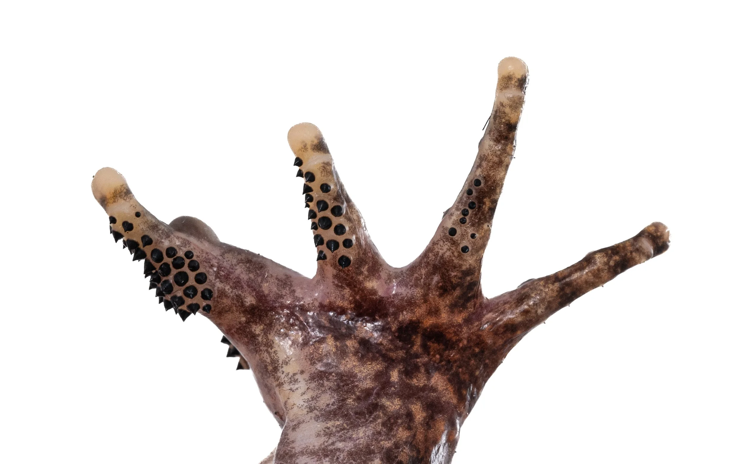 Lesser-spiny frog - Quasipaa exsilispinosa