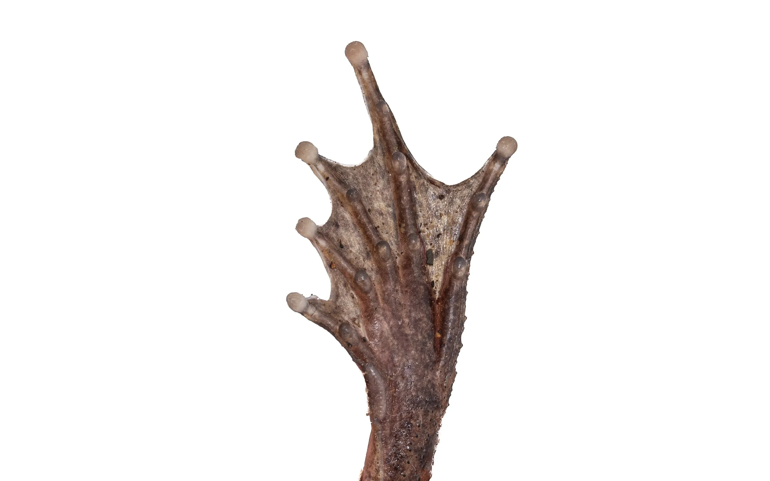 Lesser-spiny frog - Quasipaa exsilispinosa