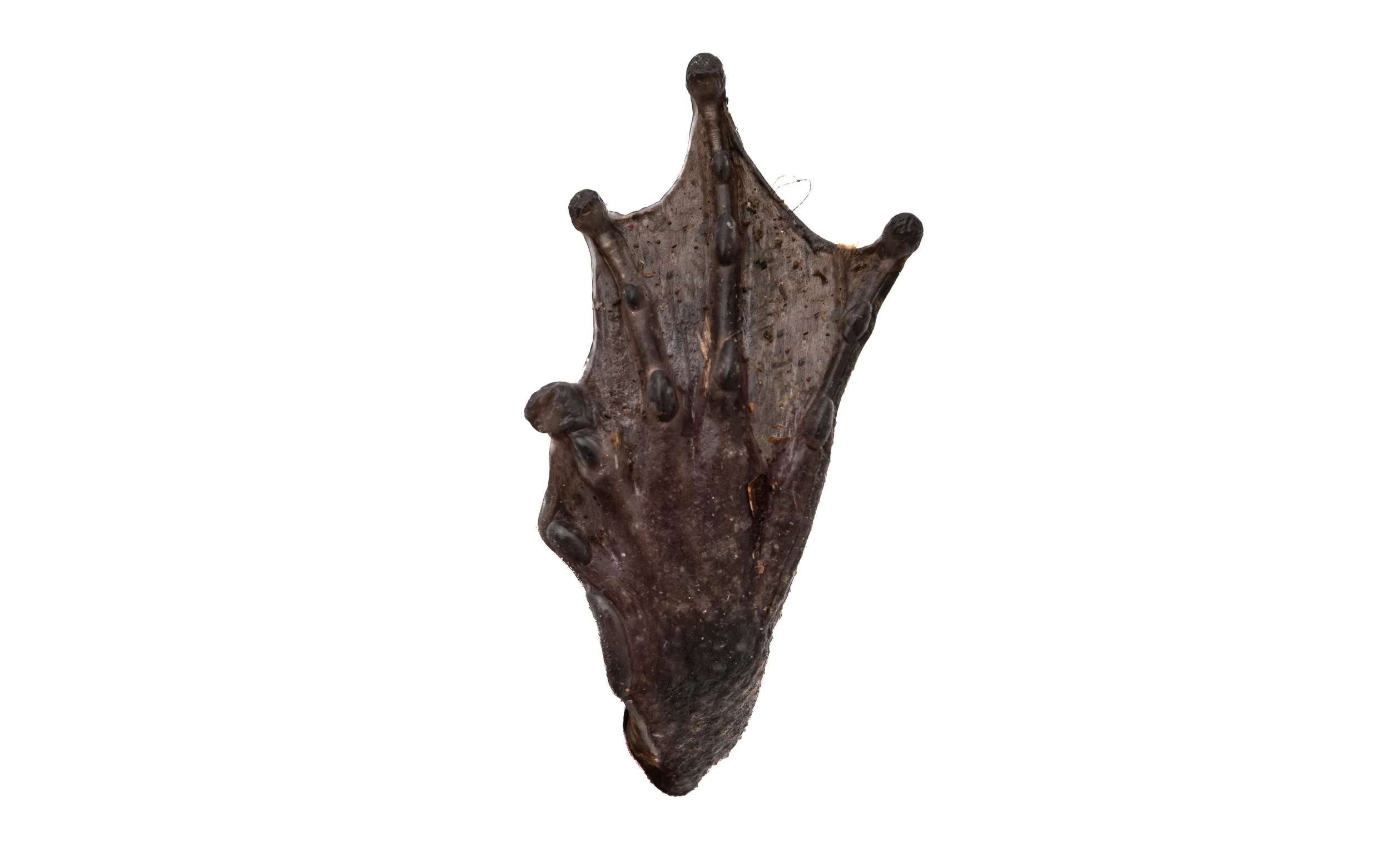 Giant Spiny Frog - Quasipaa spinosa