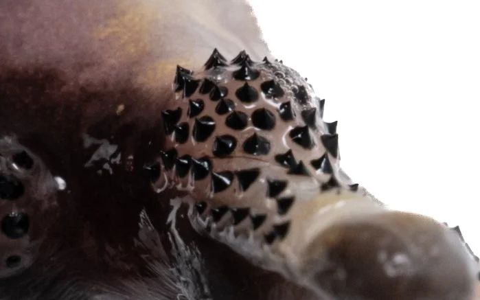 Giant Spiny Frog - Quasipaa spinosa