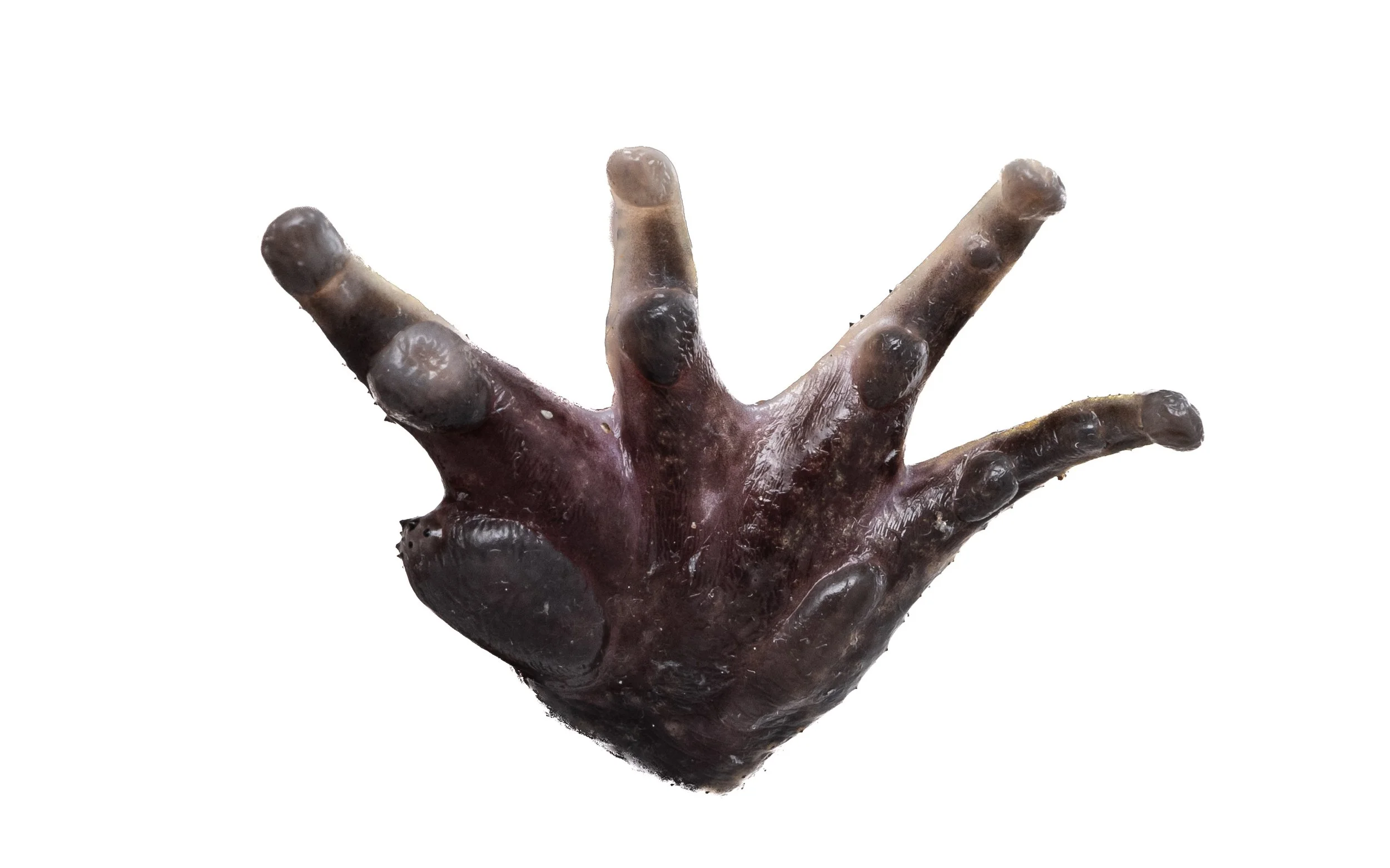 Giant Spiny Frog - Quasipaa spinosa