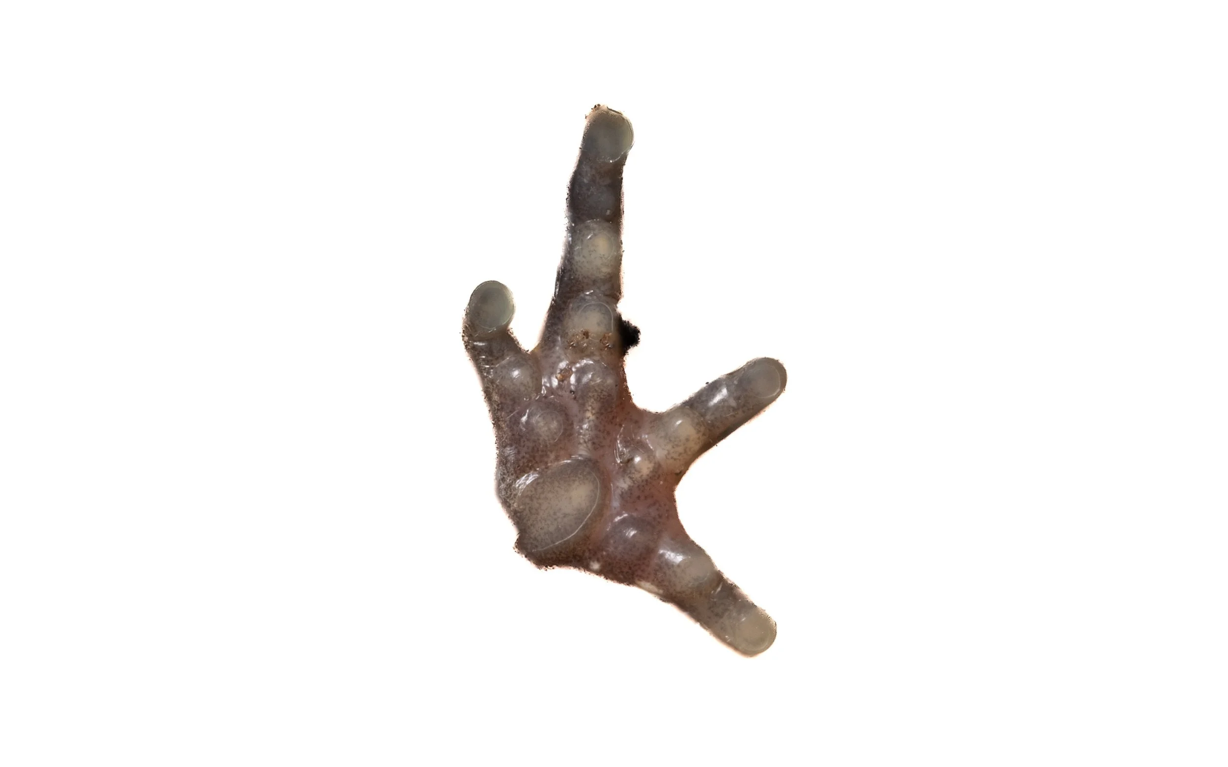Spotted Narrow-mouthed Frog - Kalophrynus interlineatus