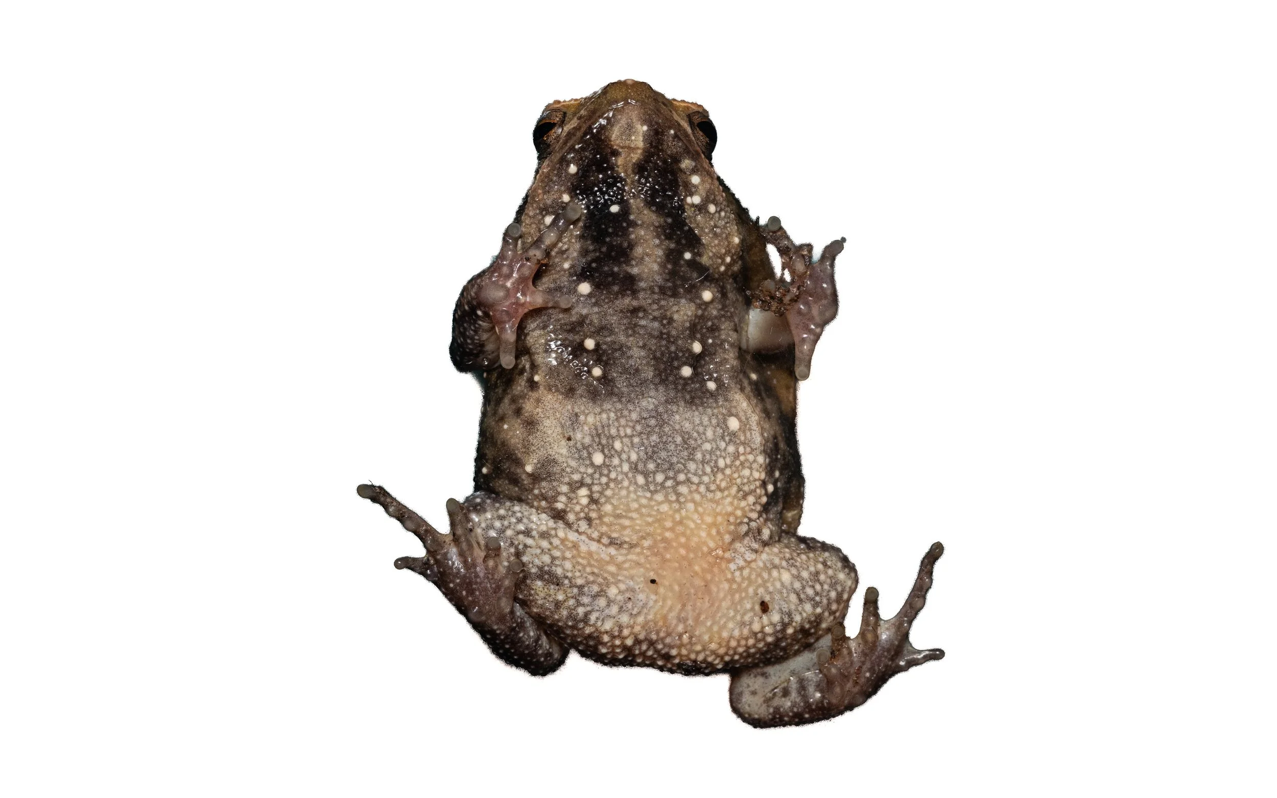 Spotted narrow-mouthed frog - Kalophrynus interlineatus-10.jpg