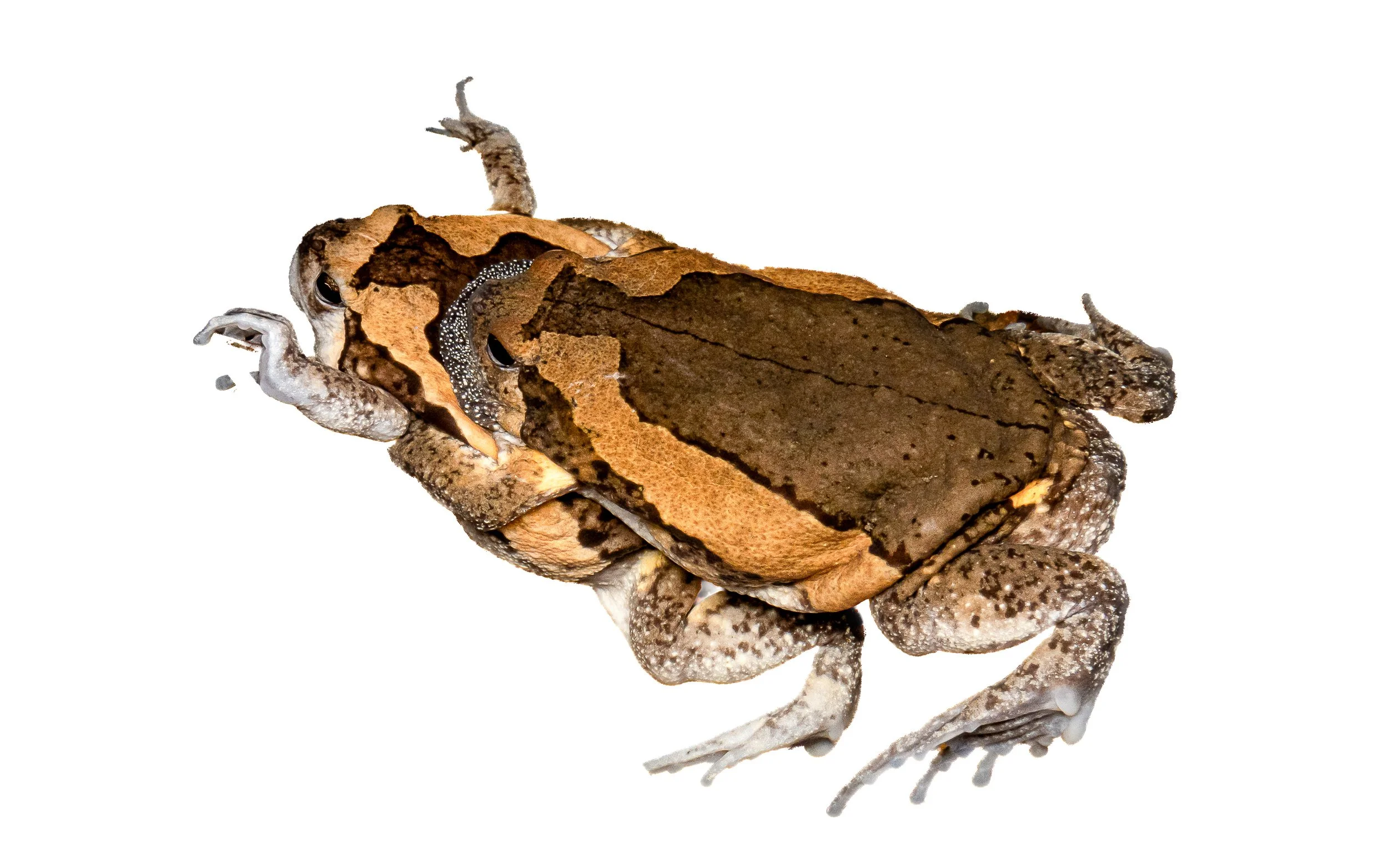 Asiatic Painted Frog - Kaloula pulchra pulchra