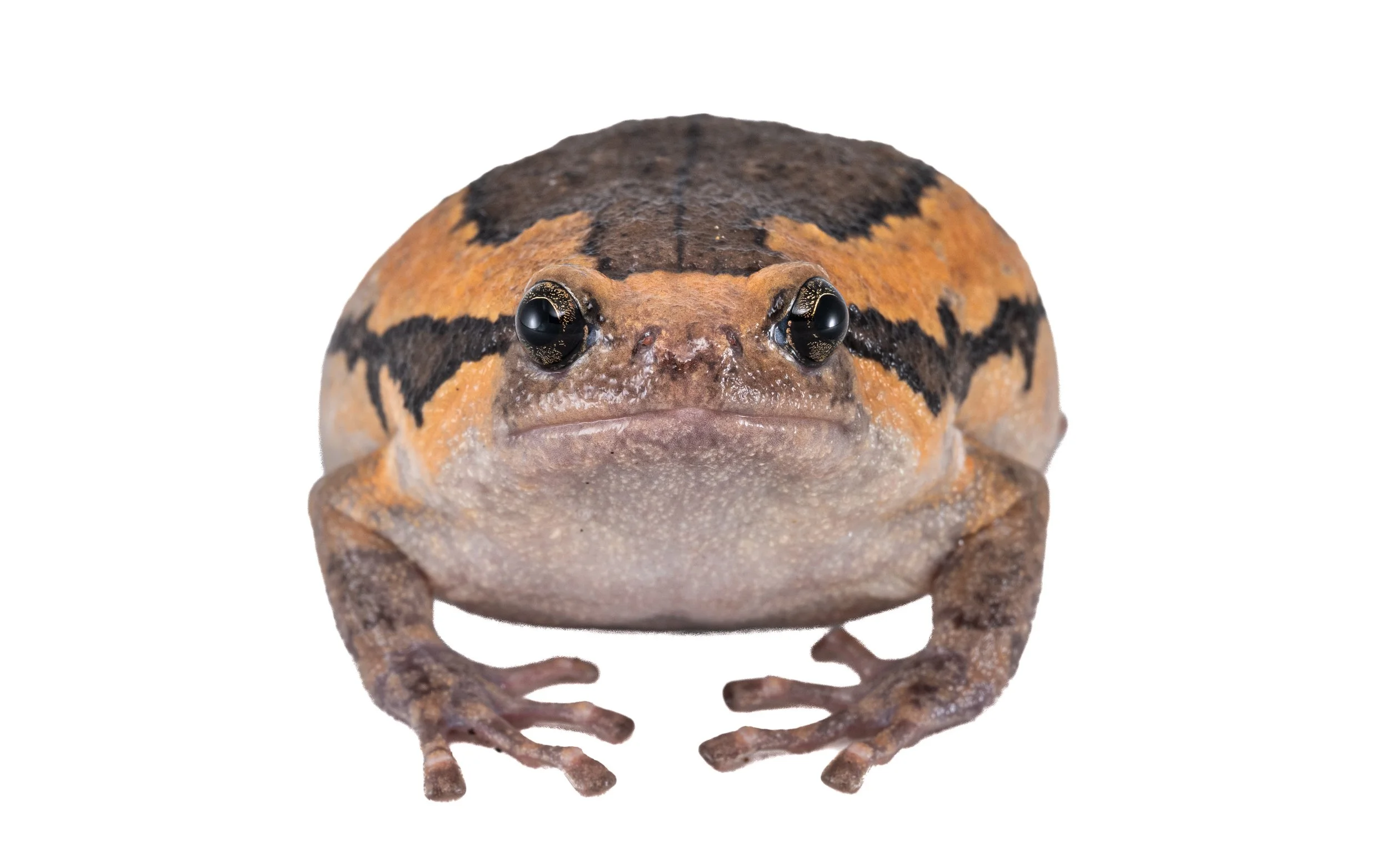 Asiatic Painted Frog - Kaloula pulchra pulchra