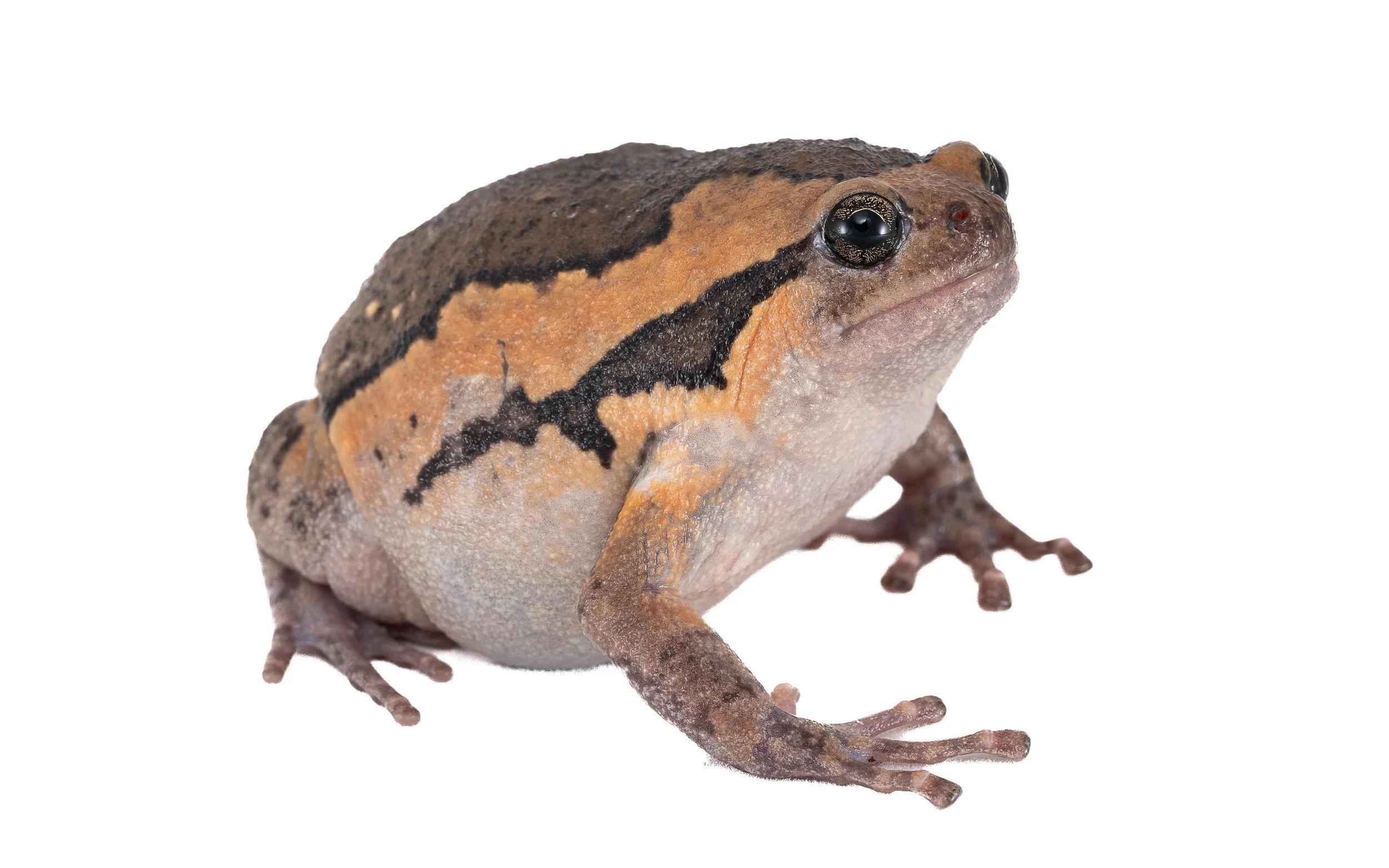 Asiatic Painted Frog - Kaloula pulchra pulchra