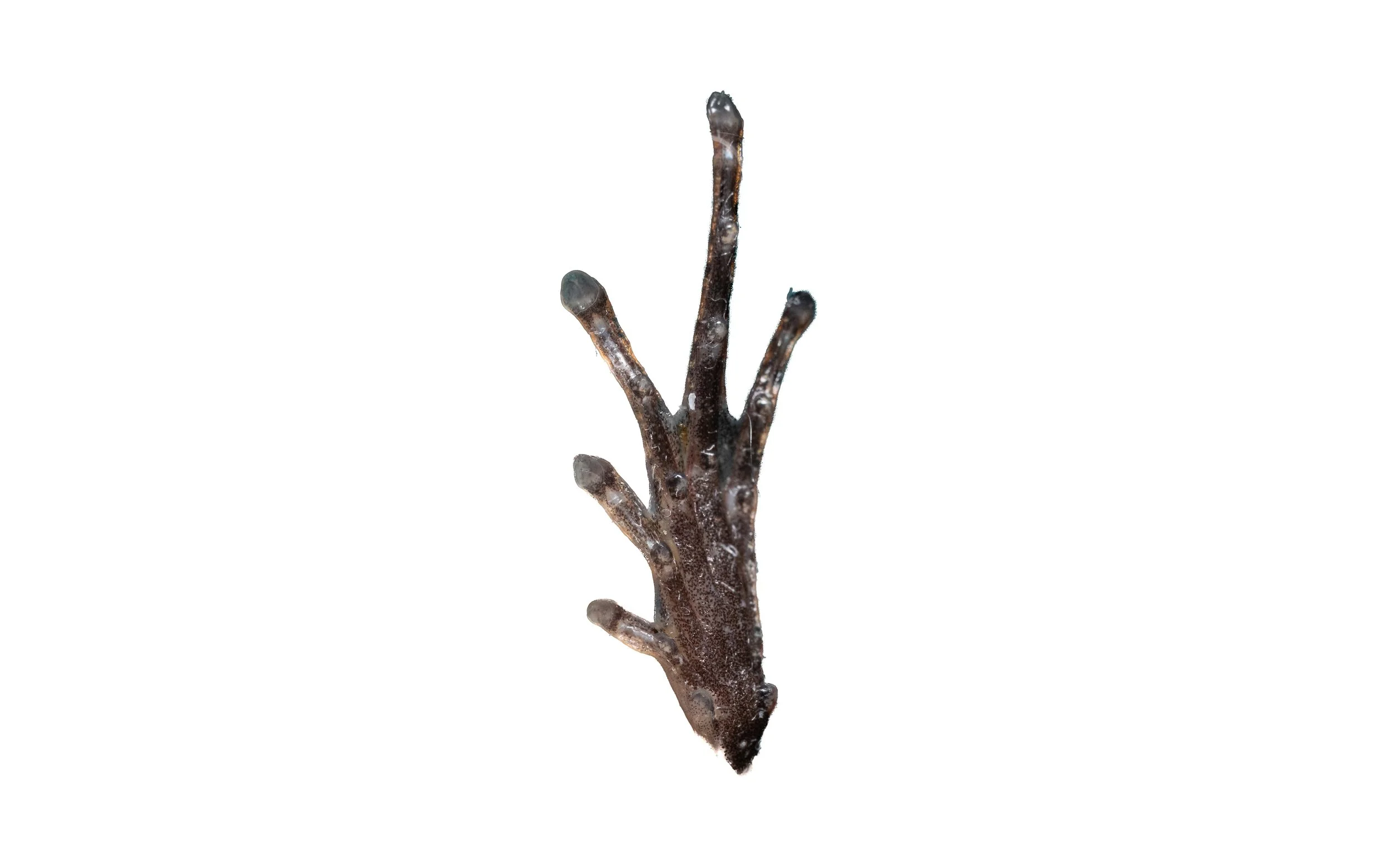 Butler's Pigmy Frog - Microhyla butleri