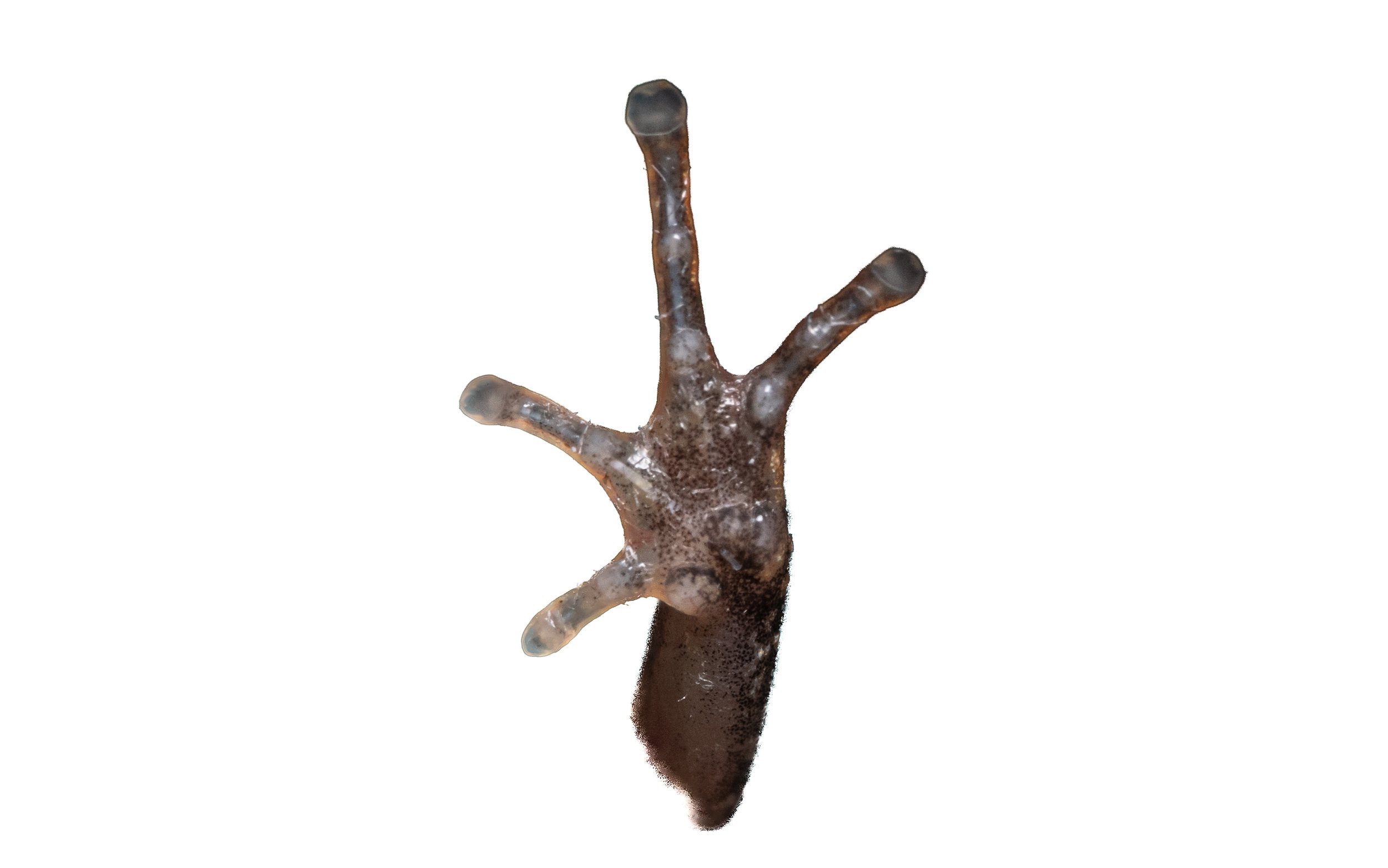 Butler's Pigmy Frog - Microhyla butleri