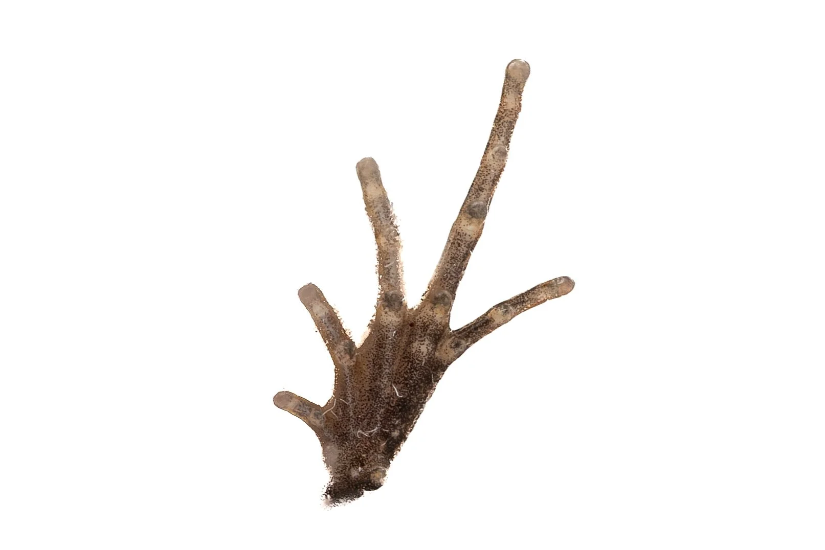 Ornate Pigmy Frog - Microhyla fissipes
