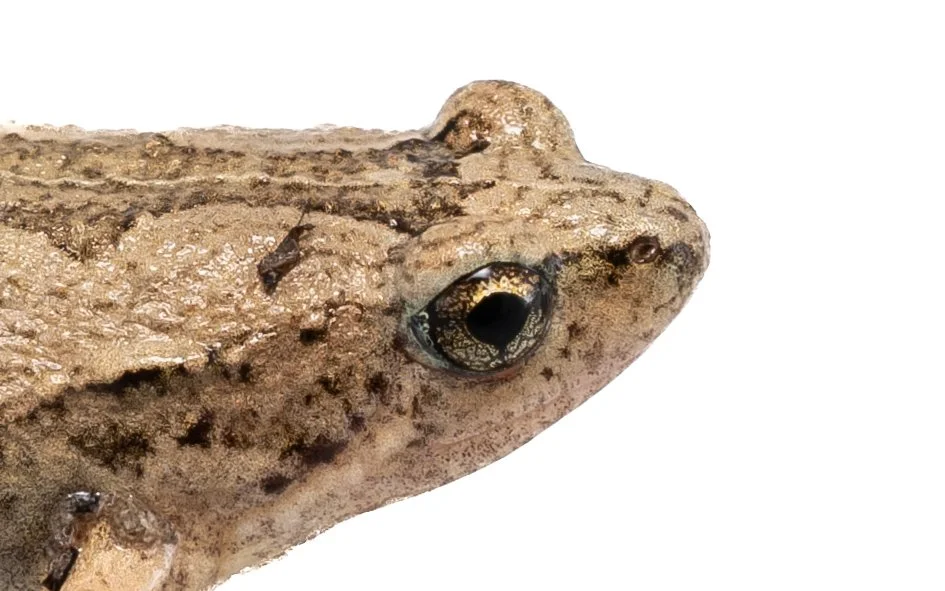 Ornate Pigmy Frog - Microhyla fissipes