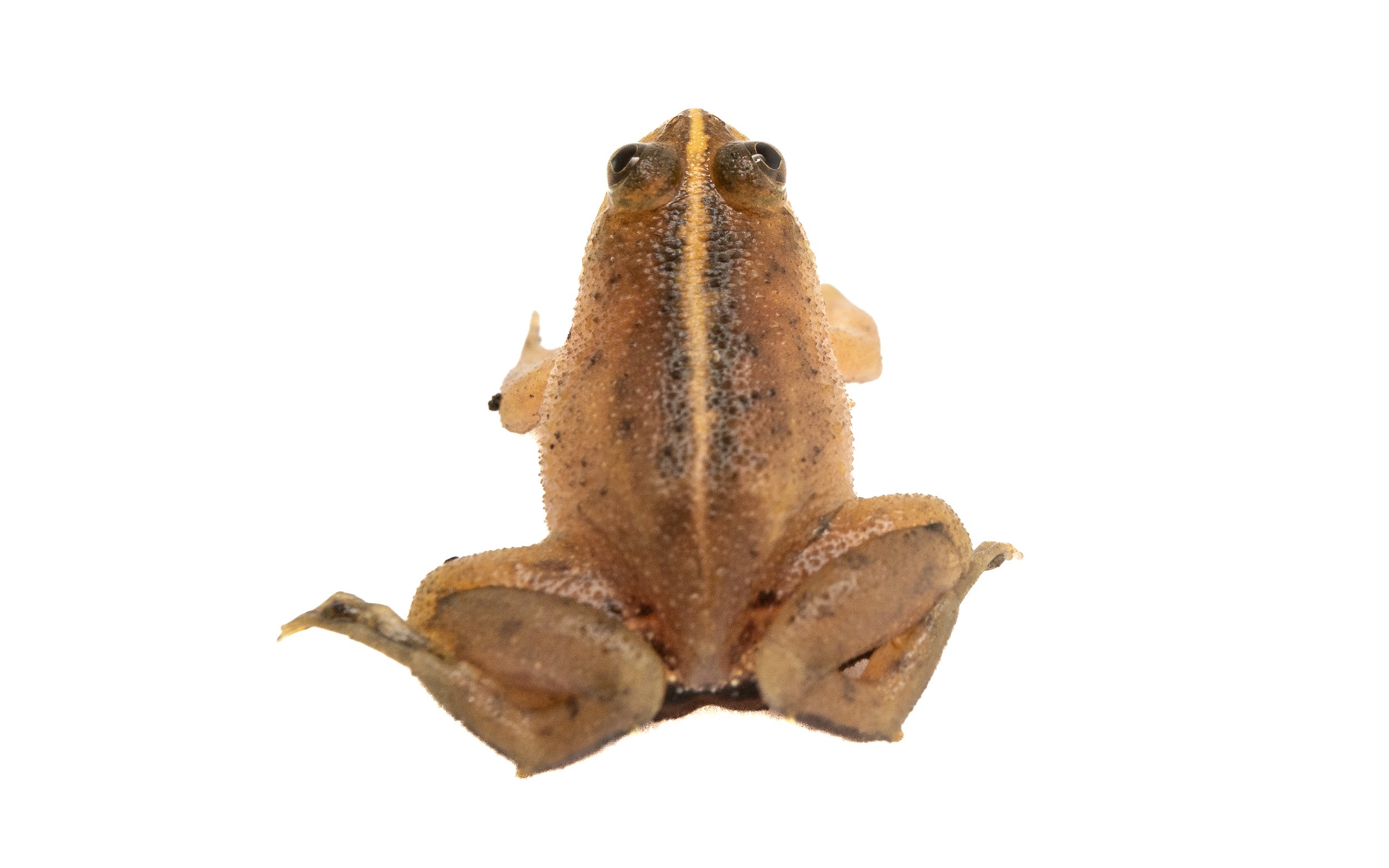 Floating Frog - Occidozyga lima