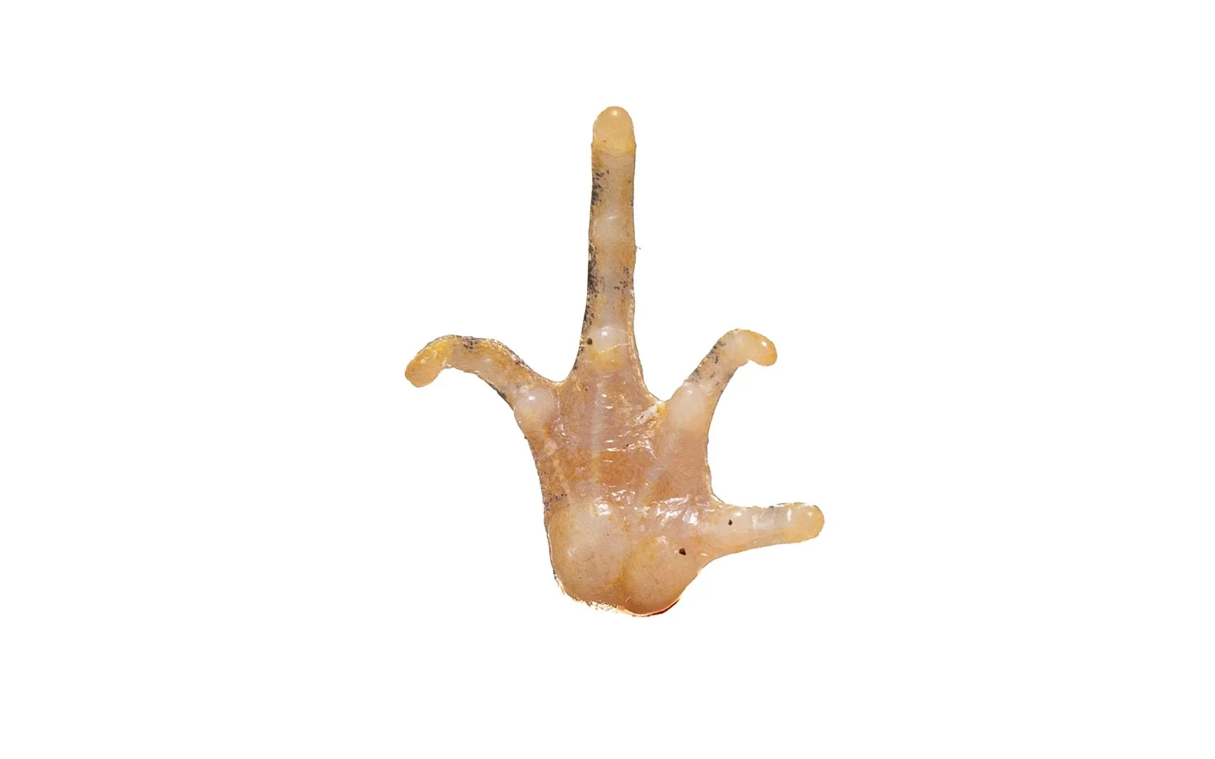 Marbled Pigmy Frog - Microhyla pulchra