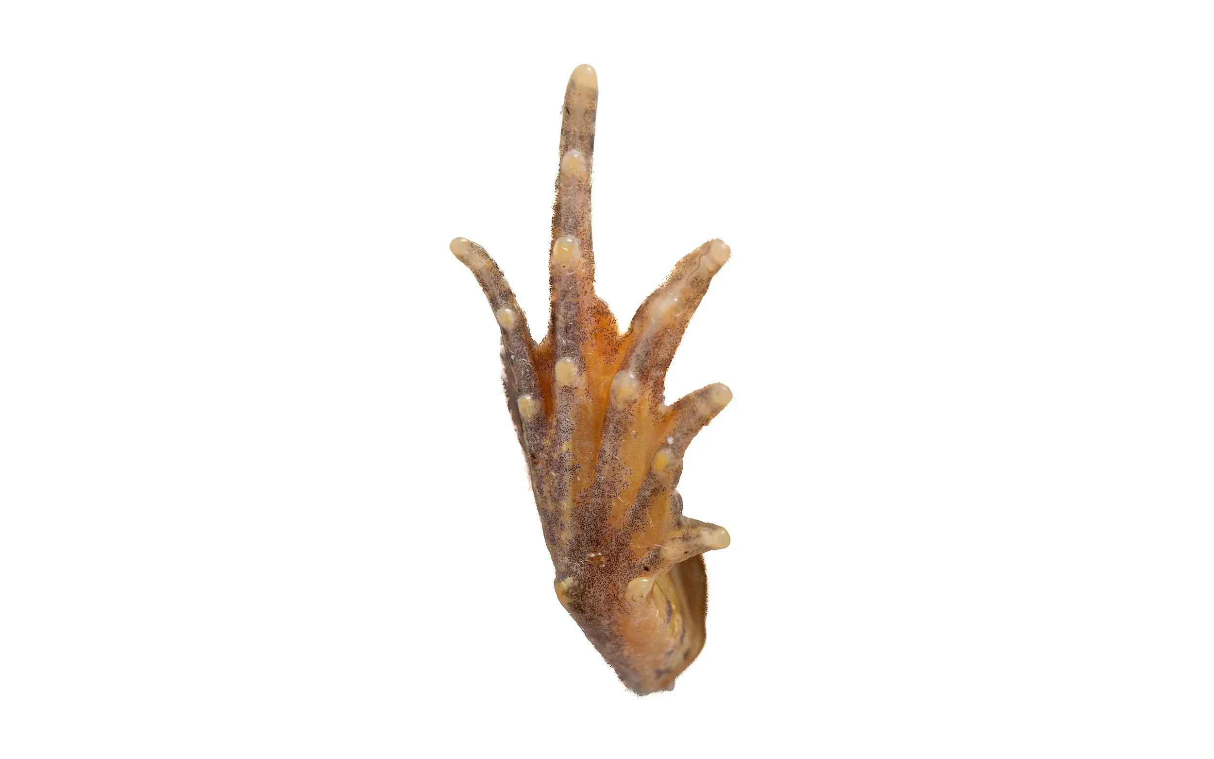 Marbled Pigmy Frog - Microhyla pulchra