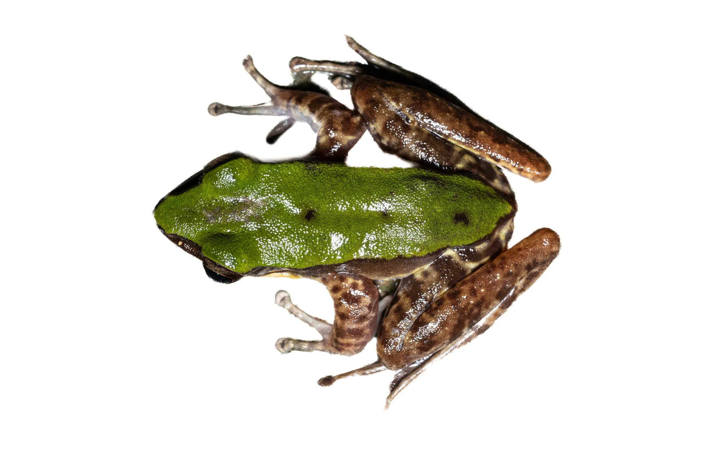 Green Cascade Frog - Odorrana graminea