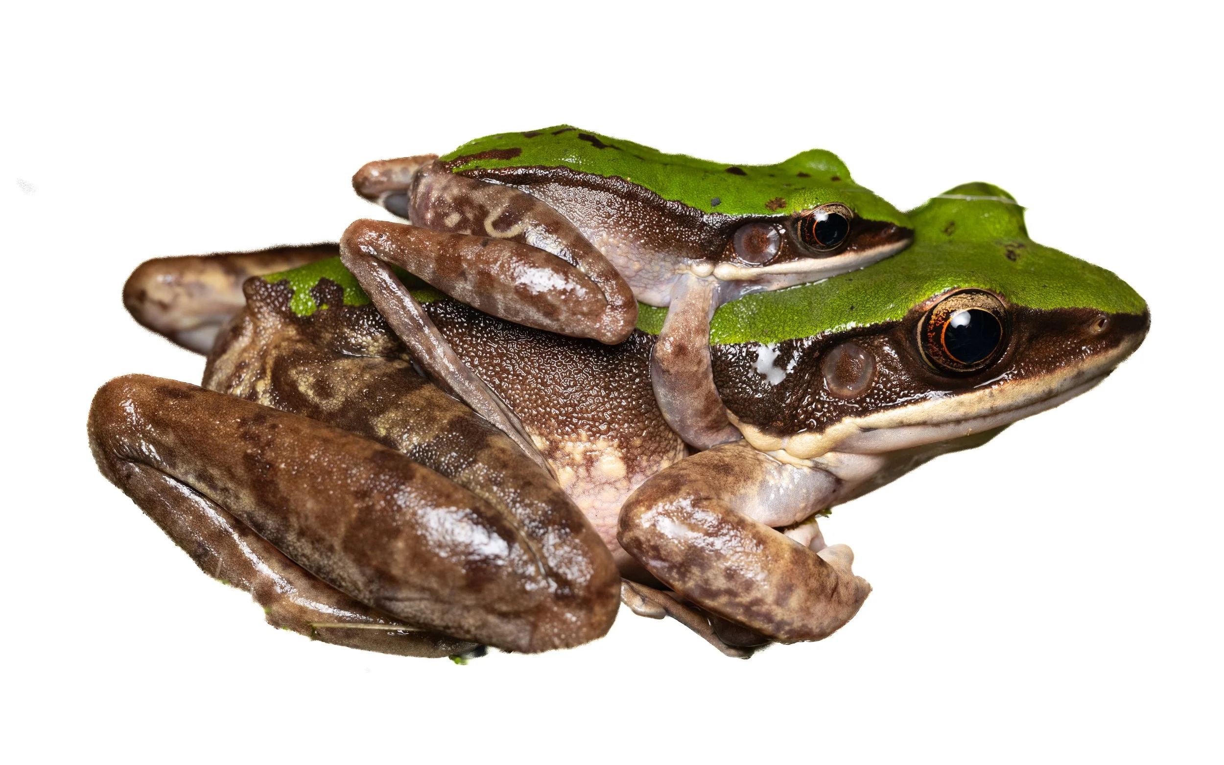 Green Cascade Frog - Odorrana graminea