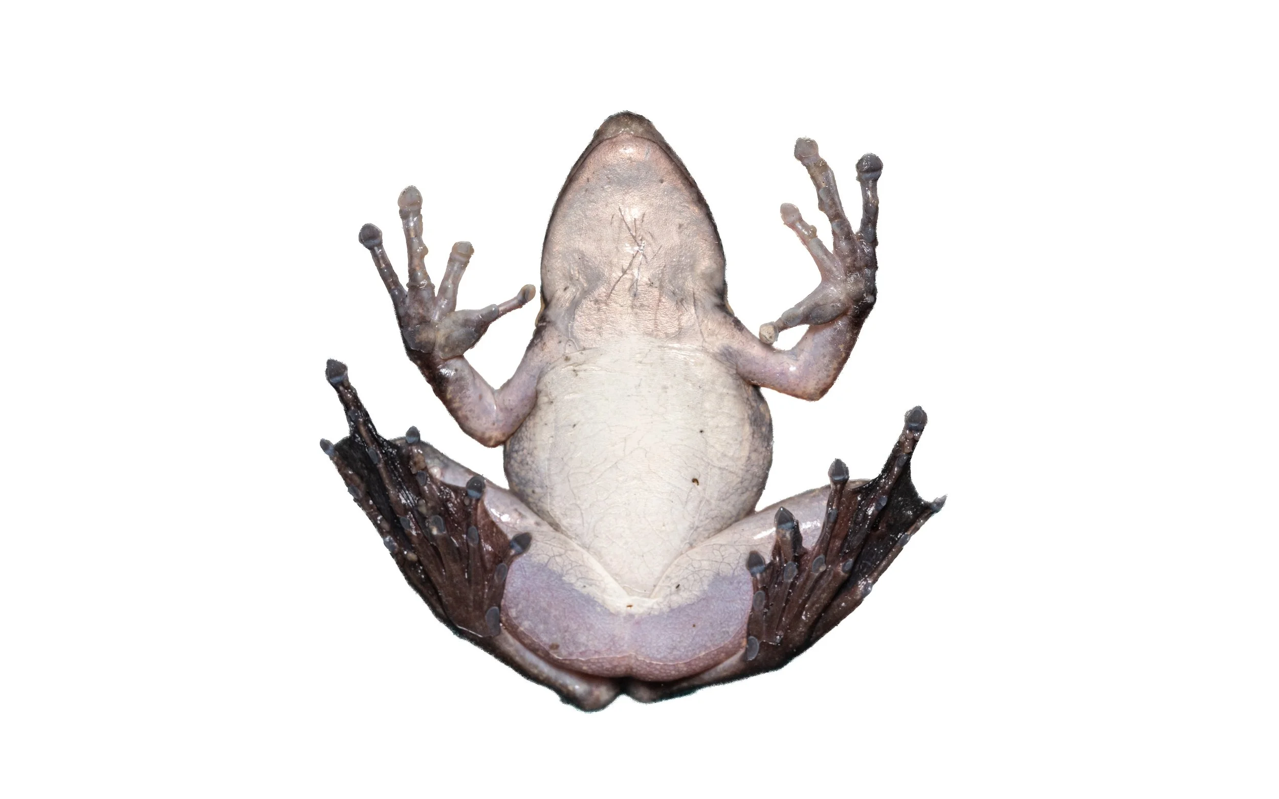 Green Cascade Frog - Odorrana graminea
