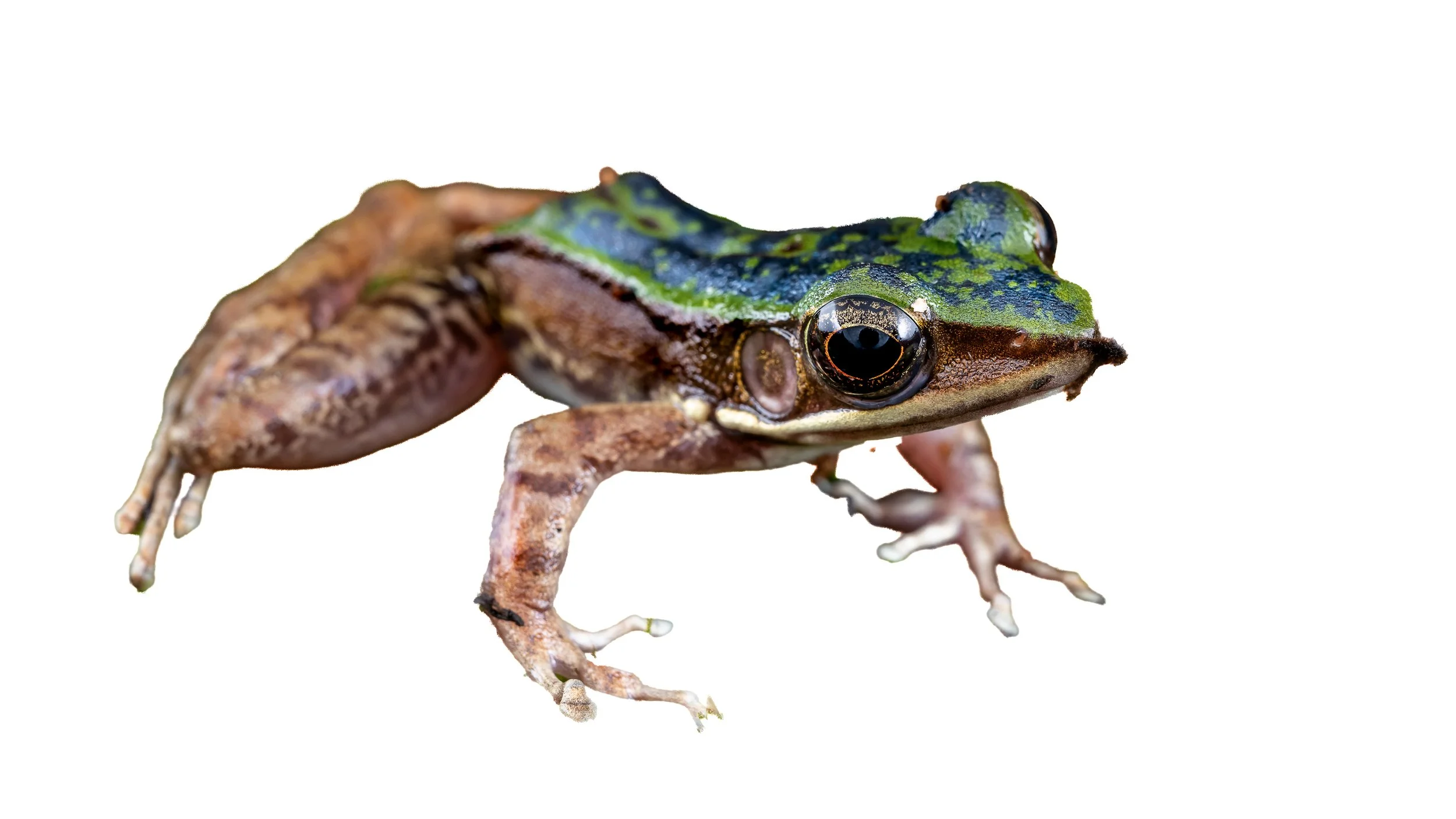 Green Cascade Frog - Odorrana graminea