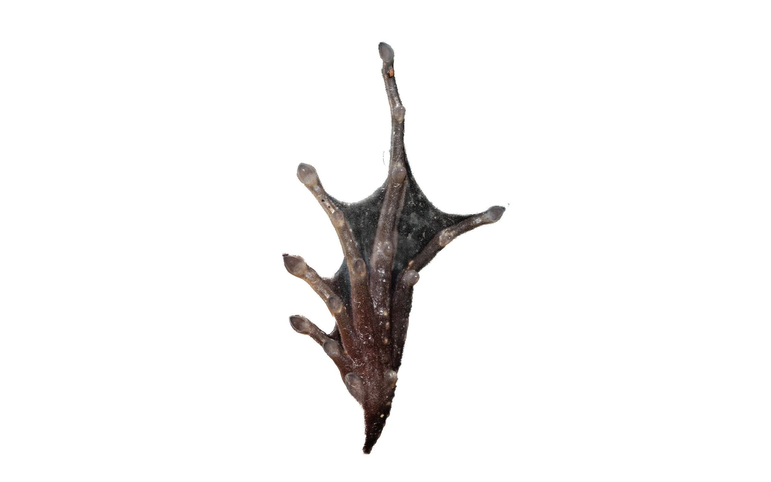 Brown Wood Frog - Hylarana latoucii