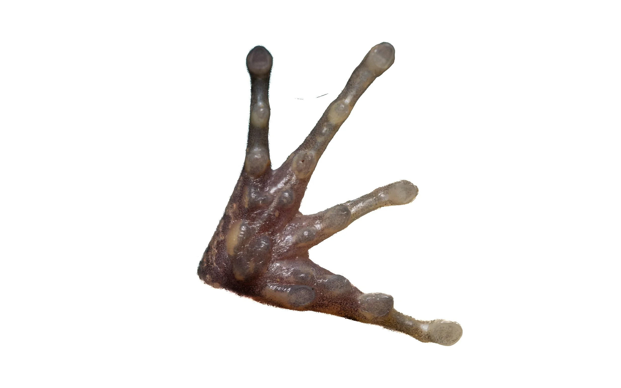 Brown Wood Frog - Hylarana latoucii