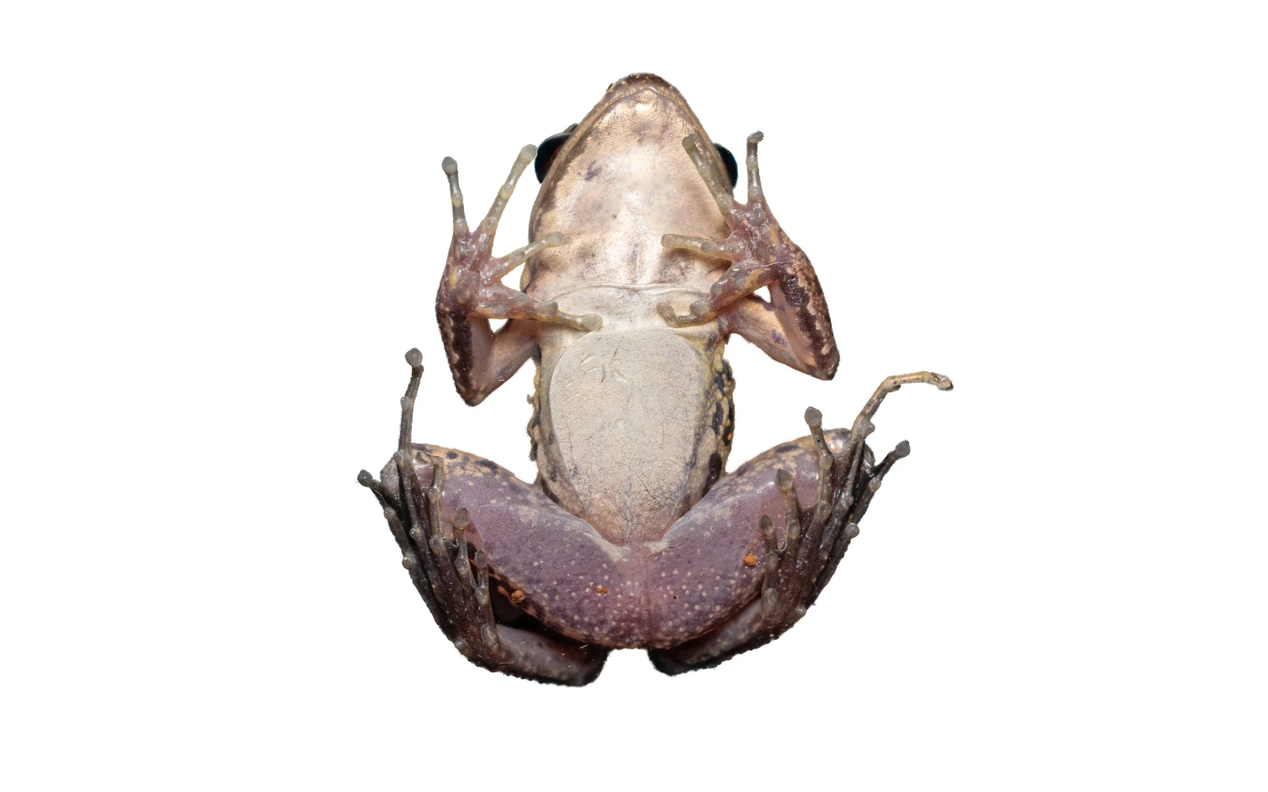 Brown Wood Frog - Hylarana latoucii